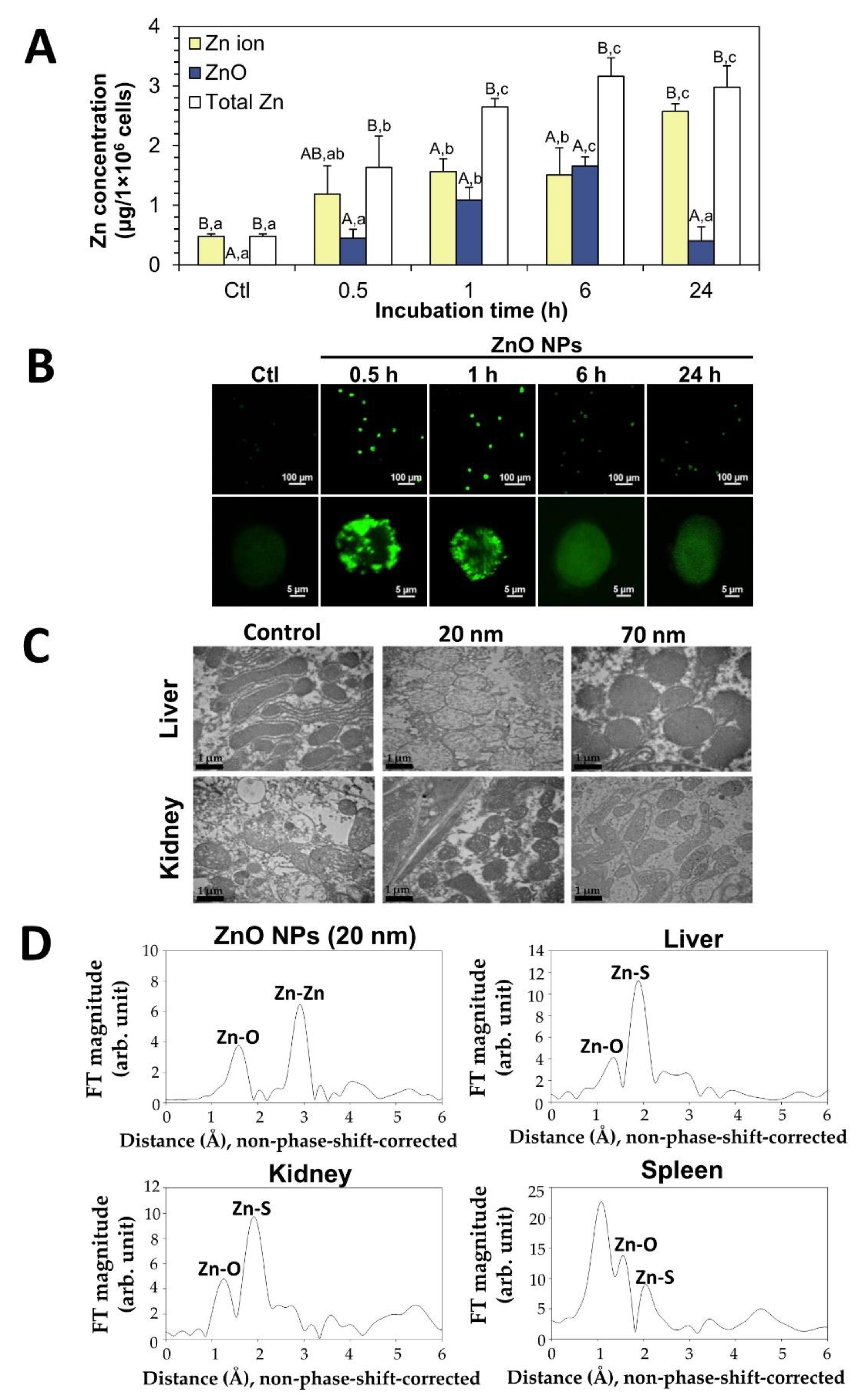 Ijms 23 06074 g003 550