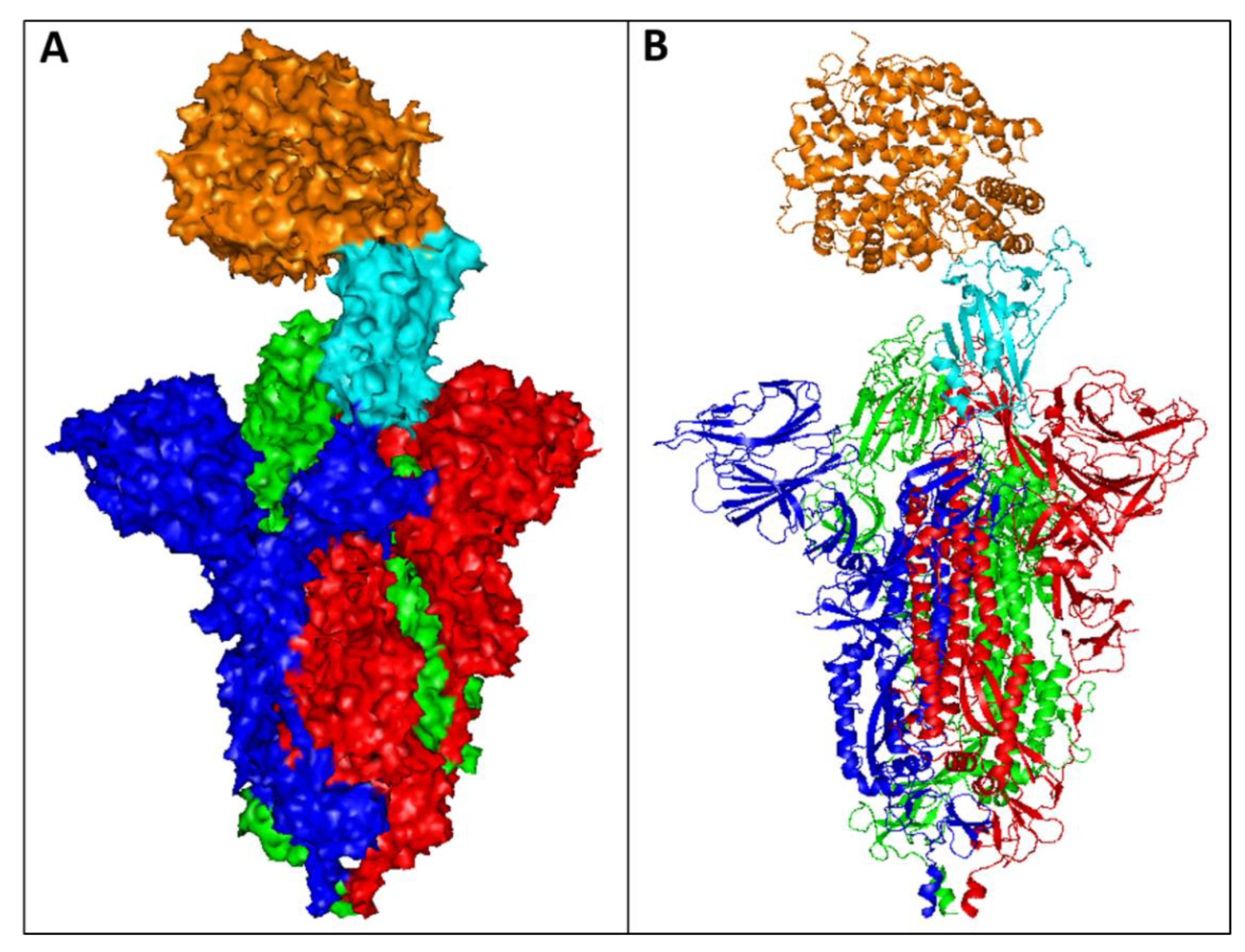 Preclinical anti-tumour activity of HexaBody-CD38, a next-generation CD38  antibody with superior complement-dependent cytotoxic activity -  eBioMedicine