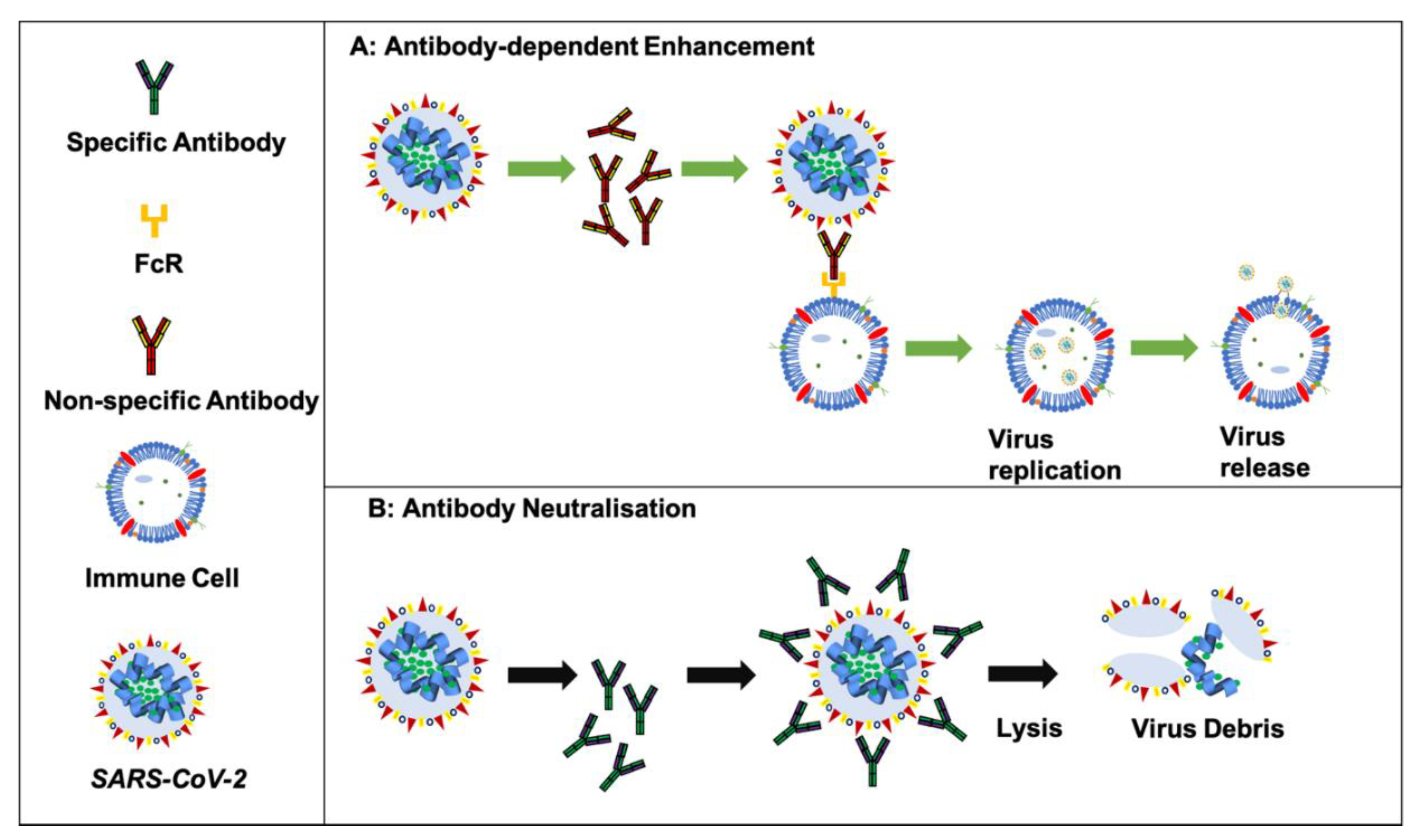 Preclinical anti-tumour activity of HexaBody-CD38, a next-generation CD38  antibody with superior complement-dependent cytotoxic activity -  eBioMedicine