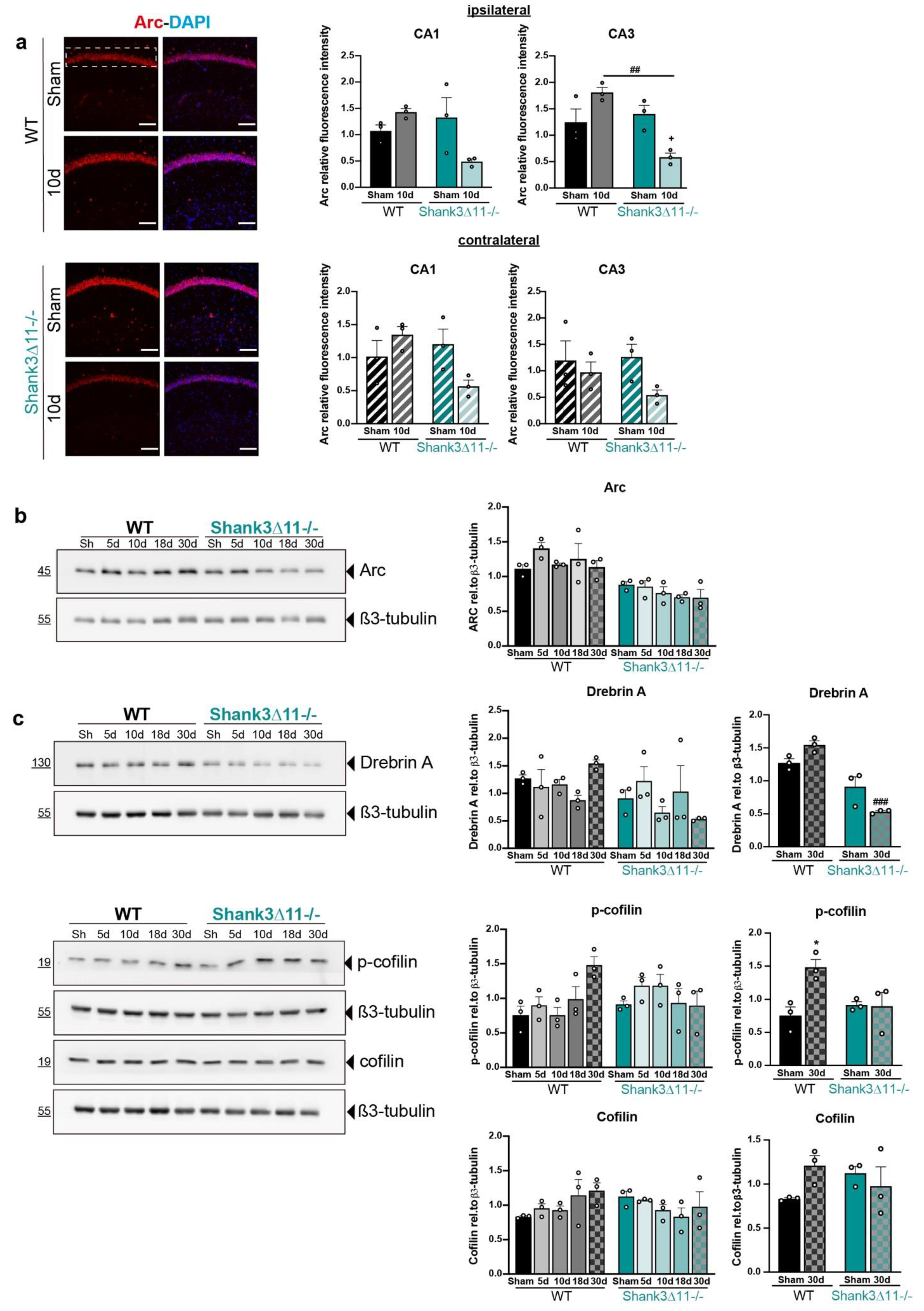 Ijms 23 06081 g005 550