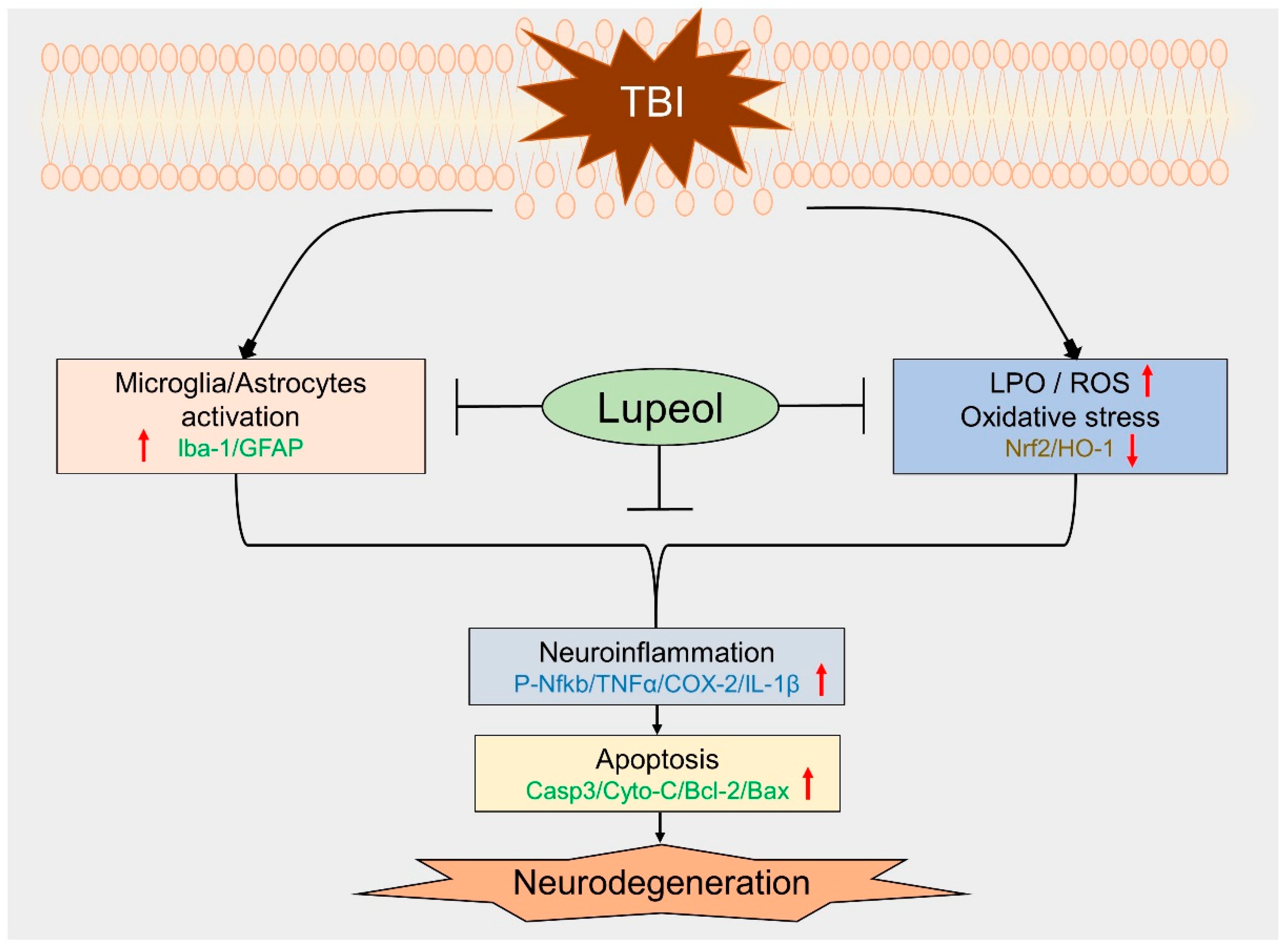 Ijms 23 06086 g006 Ijms 23 06086 g006