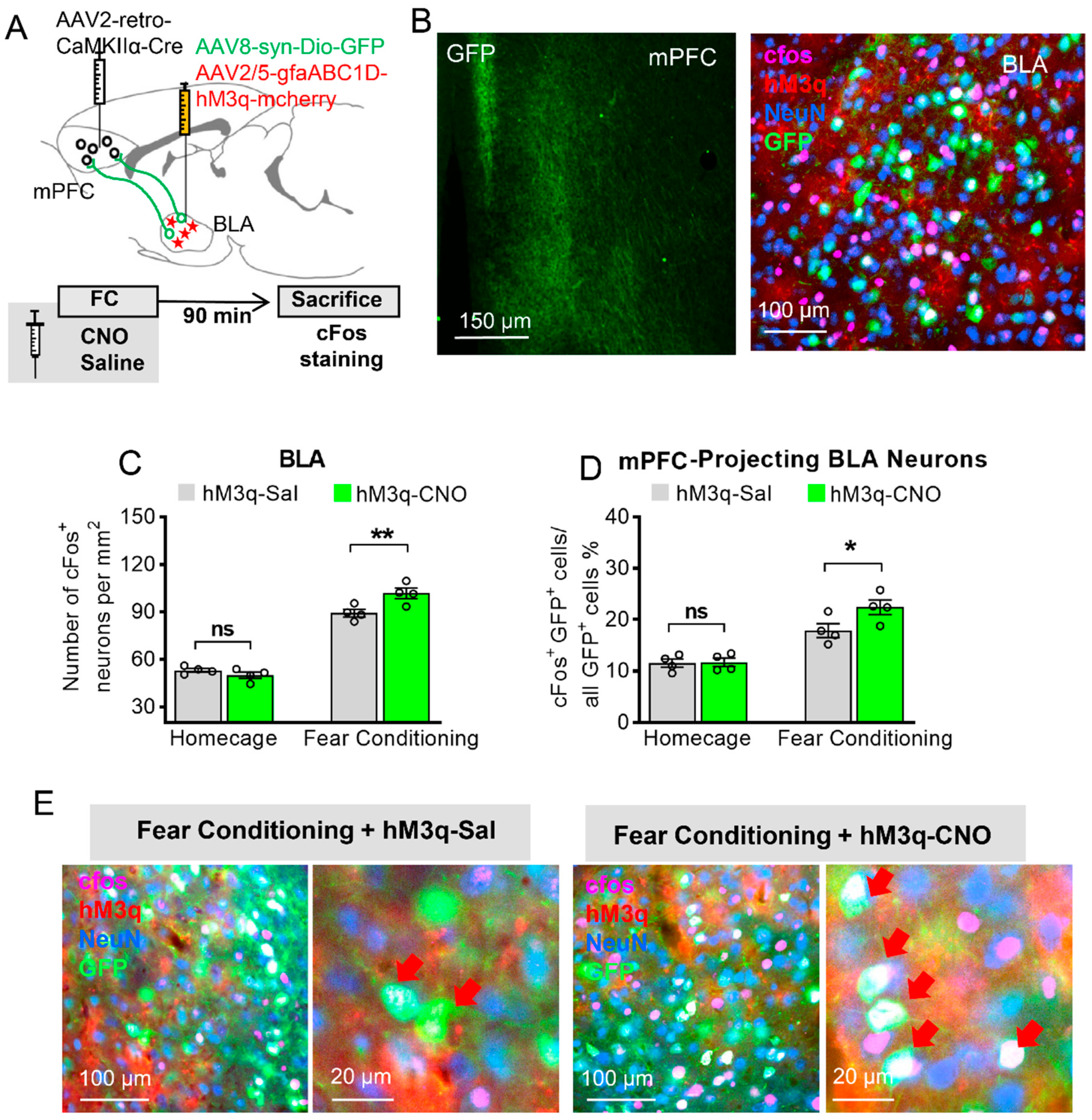 Ijms 23 06092 g003 550