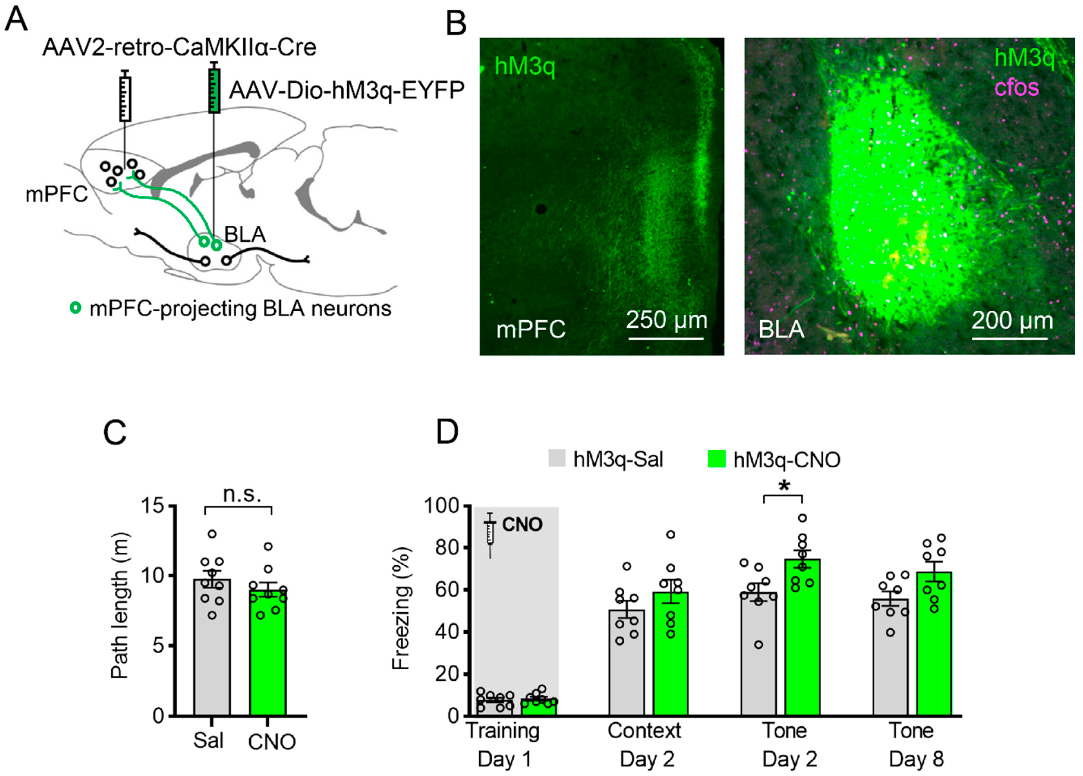Ijms 23 06092 g005 550