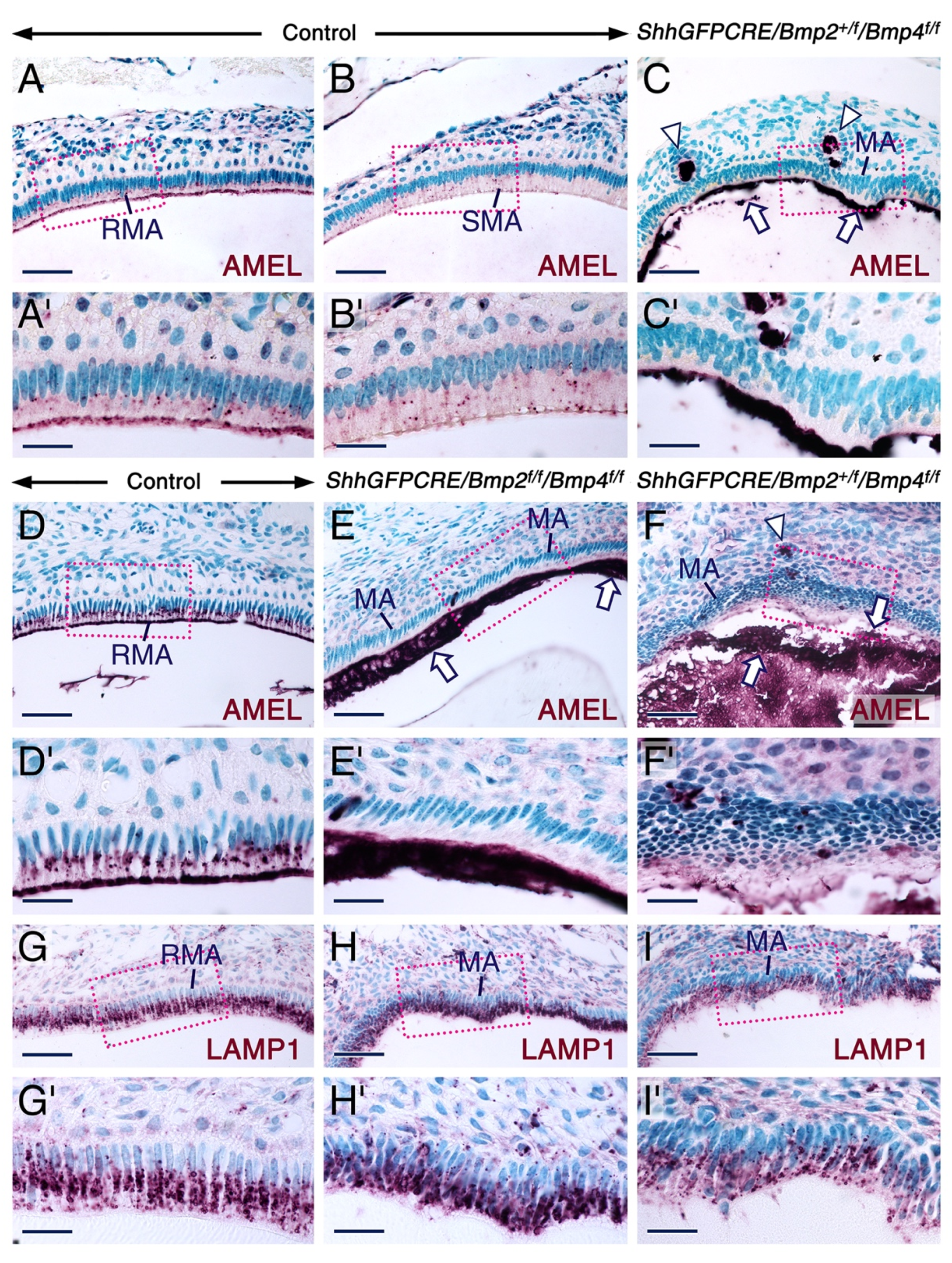Ijms 23 06095 g001 Ijms 23 06095 g001