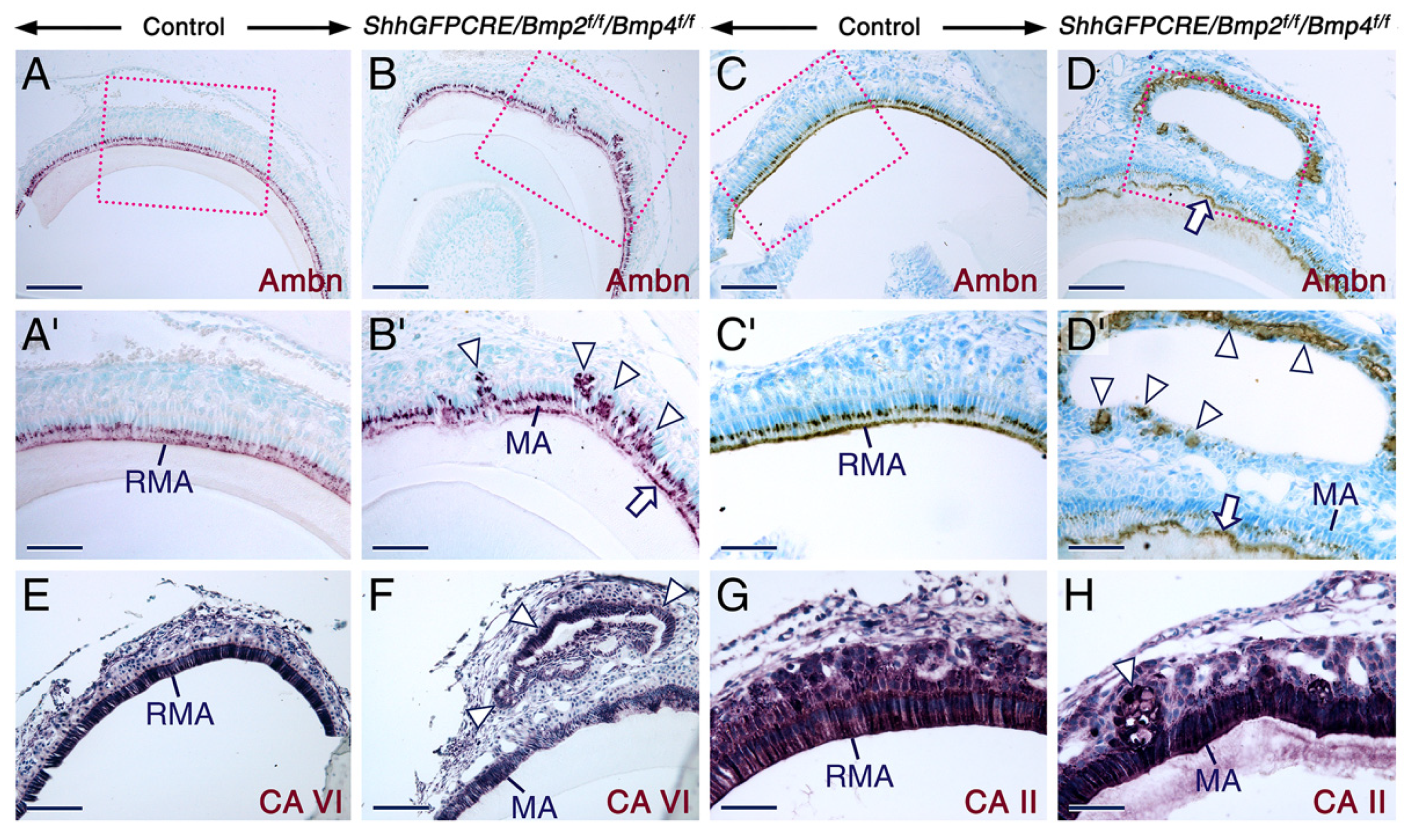 Ijms 23 06095 g002 Ijms 23 06095 g002