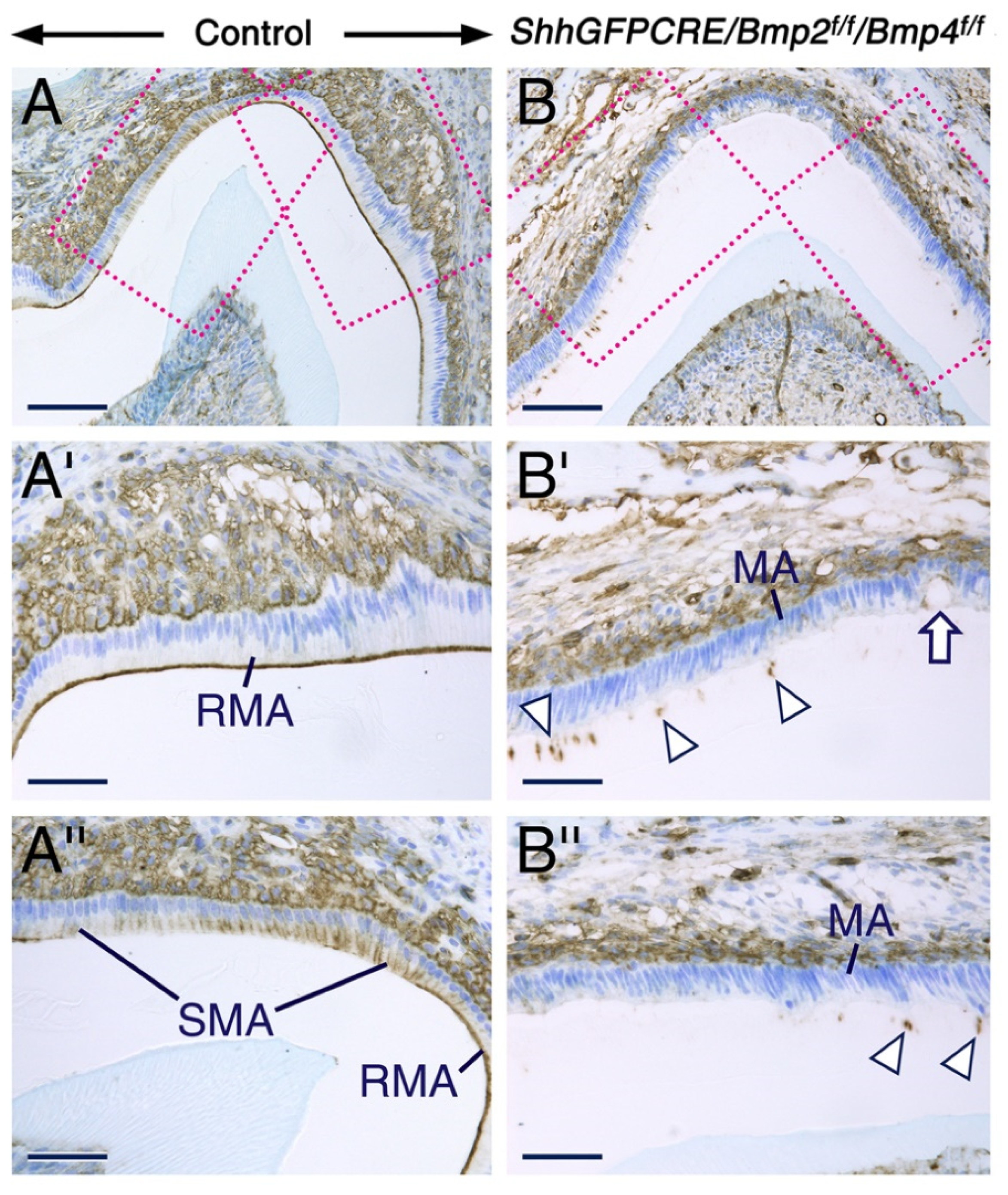 Ijms 23 06095 g003 Ijms 23 06095 g003