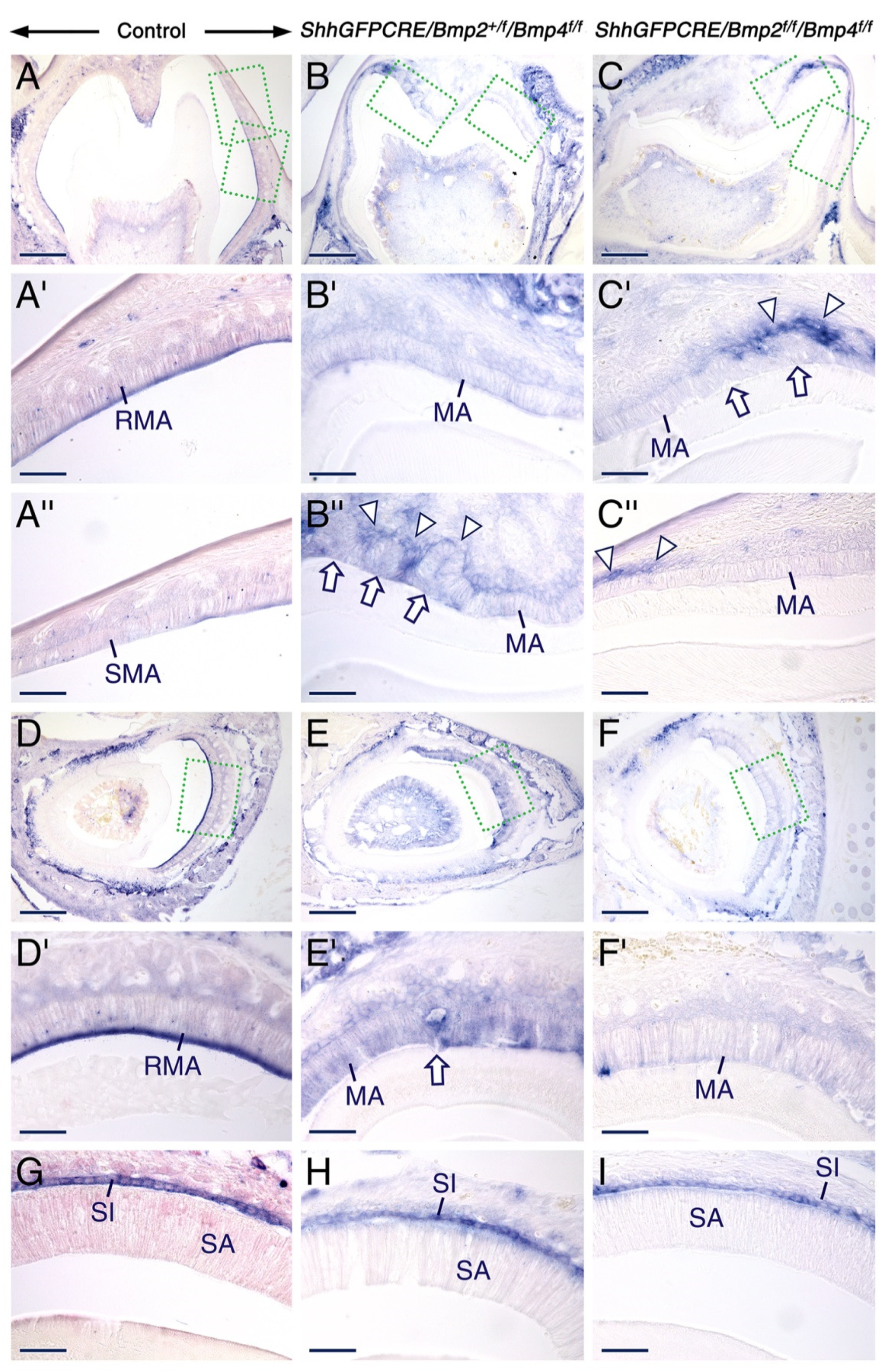 Ijms 23 06095 g004 Ijms 23 06095 g004