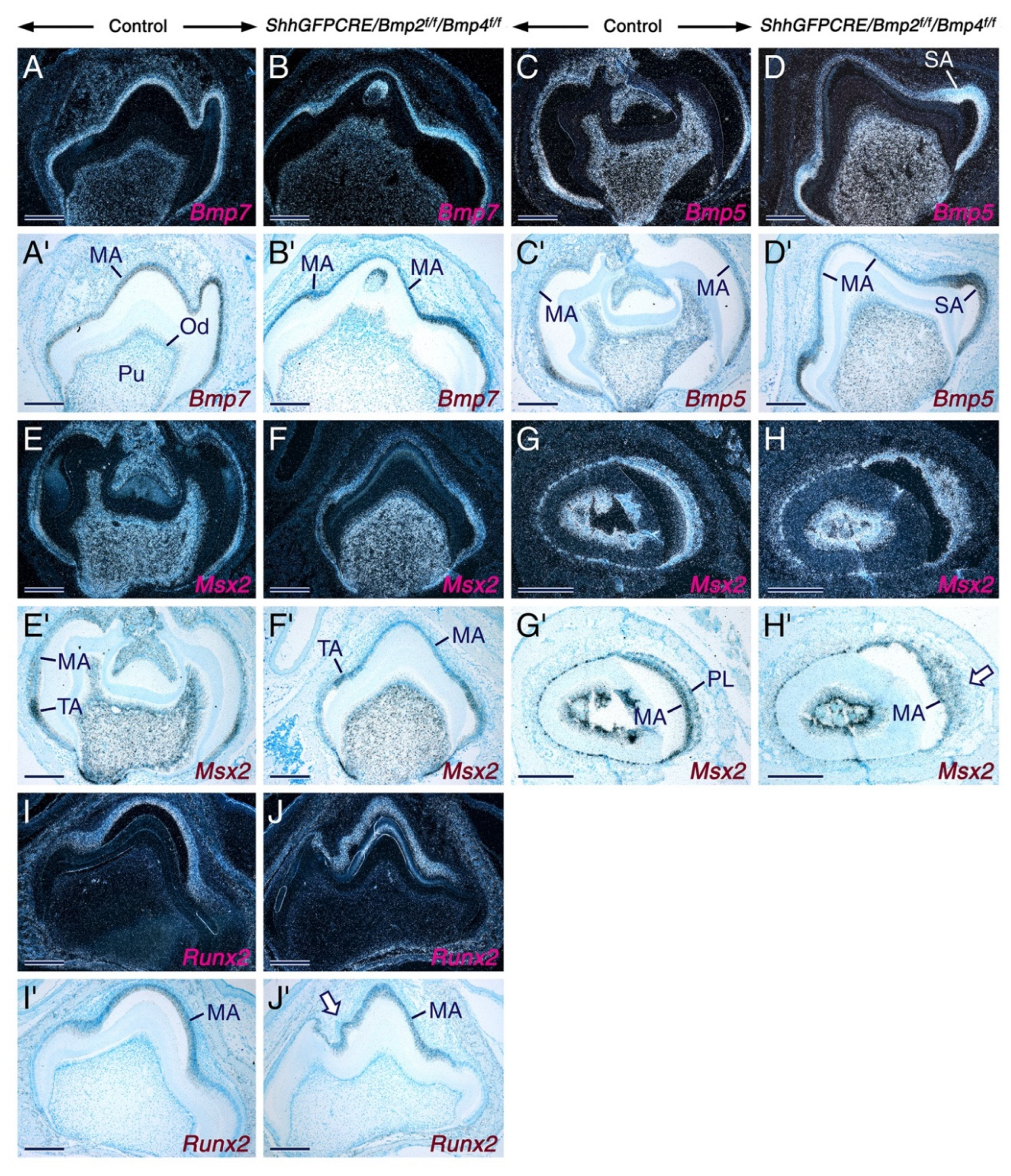 Ijms 23 06095 g005 Ijms 23 06095 g005
