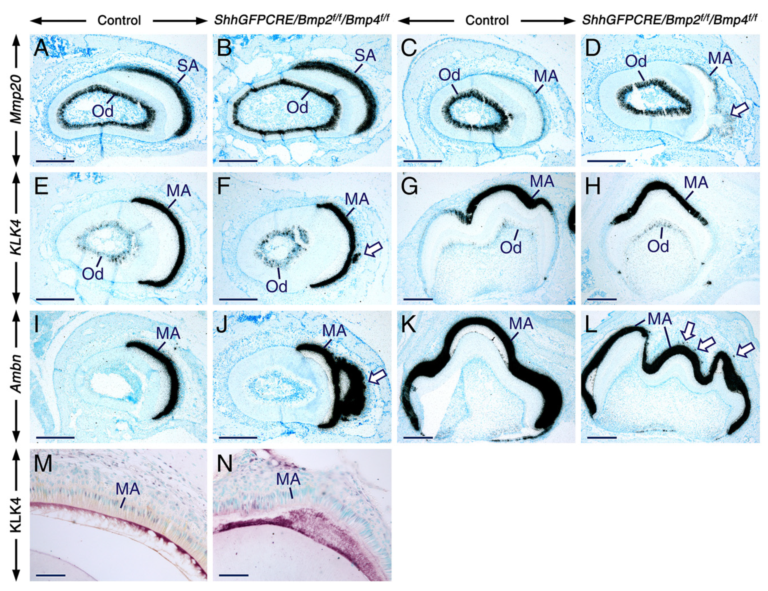 Ijms 23 06095 g006 Ijms 23 06095 g006