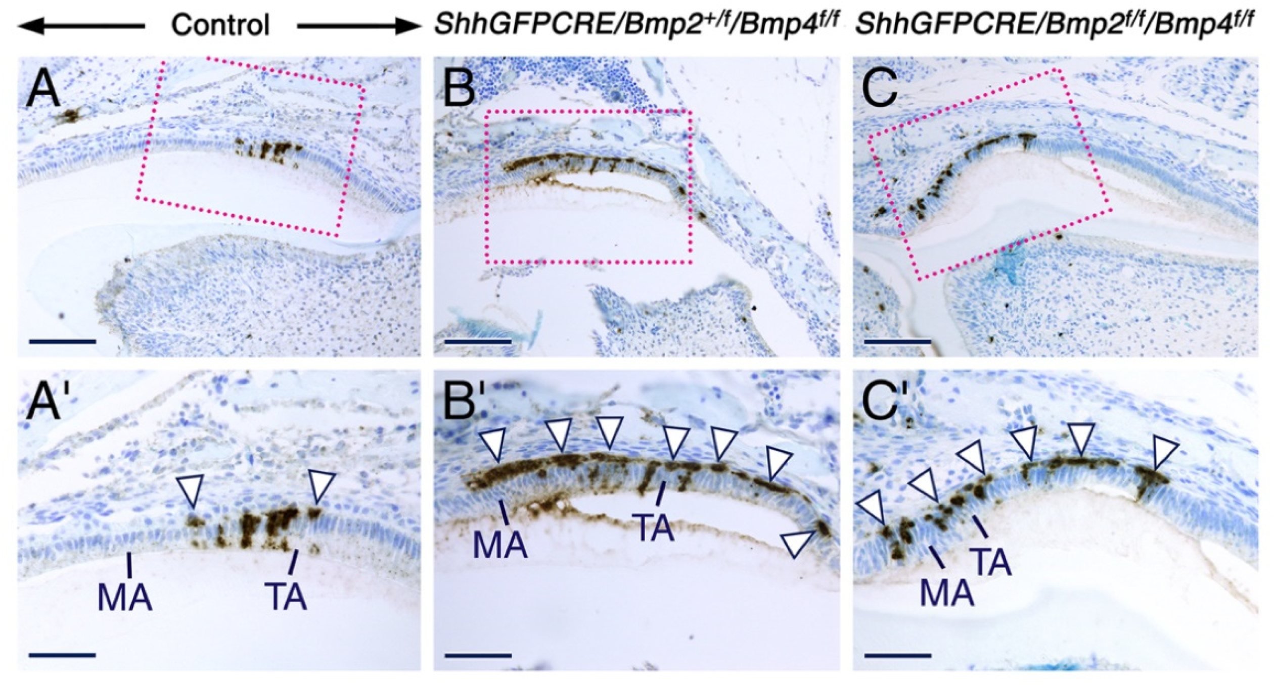 Ijms 23 06095 g007 Ijms 23 06095 g007