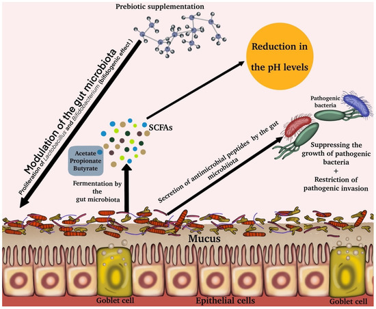 Frontiers  New Insights Into Microbiota Modulation-Based