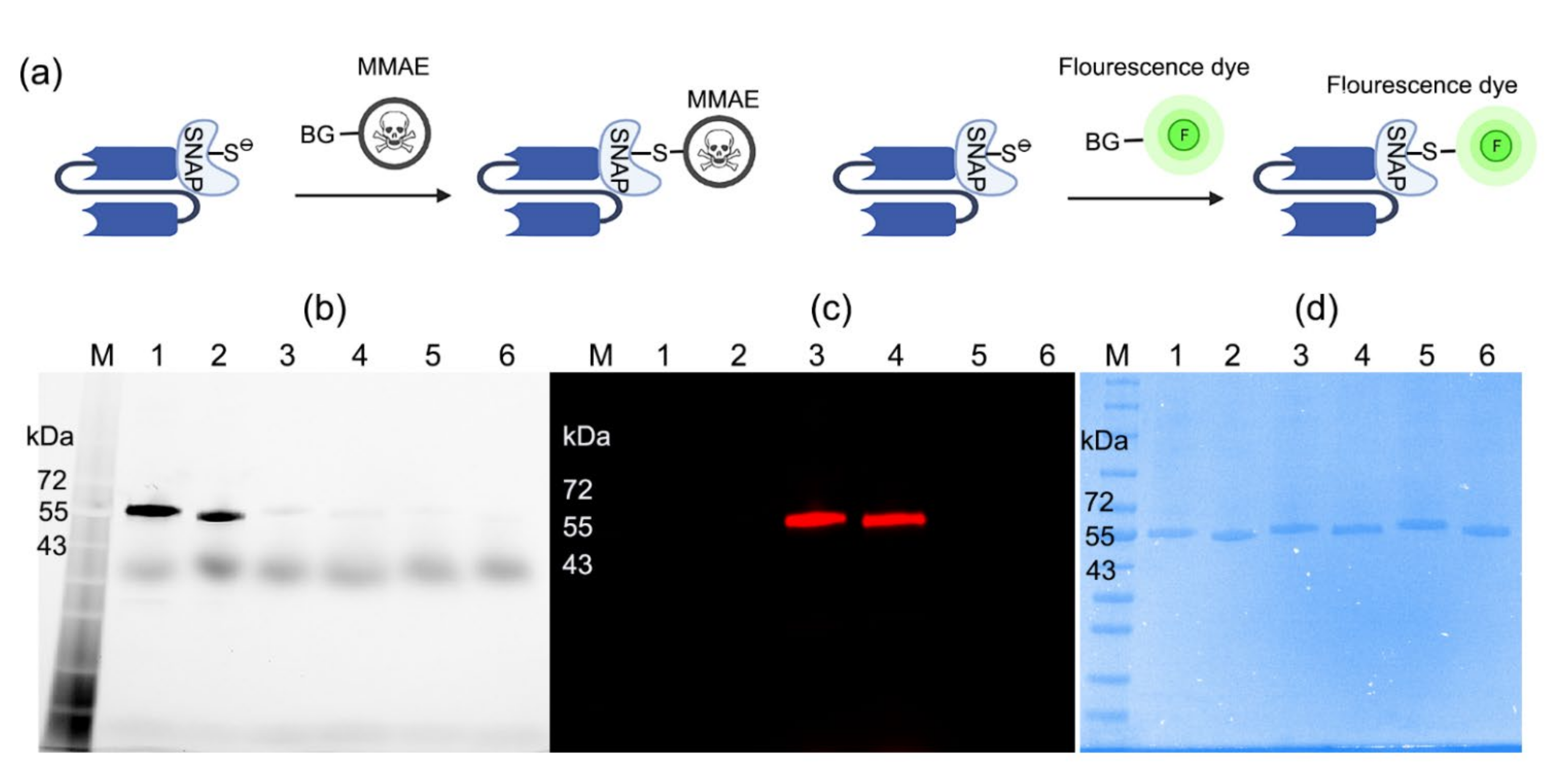 Ijms 23 06122 g001 Ijms 23 06122 g001