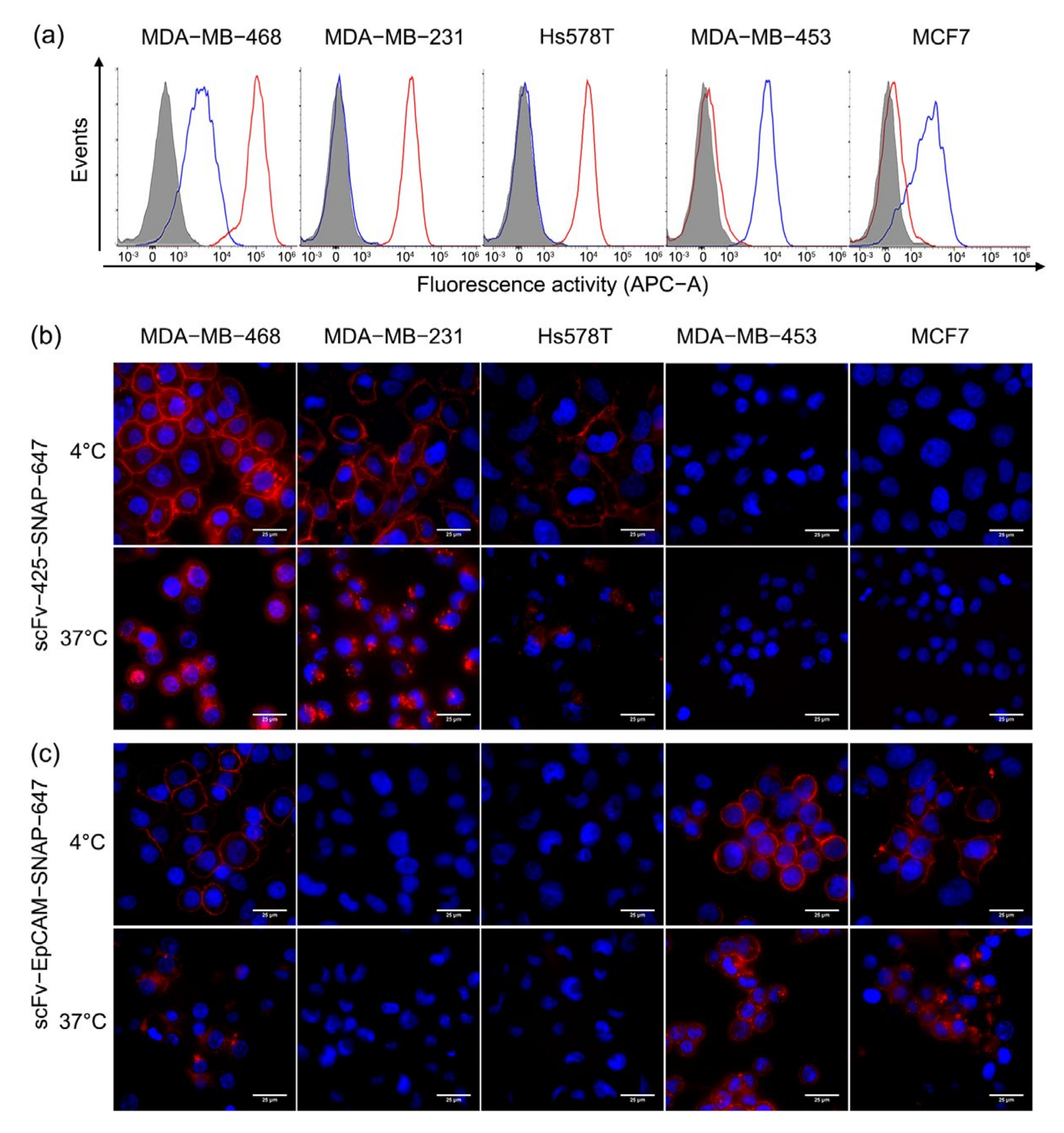 Ijms 23 06122 g002 Ijms 23 06122 g002