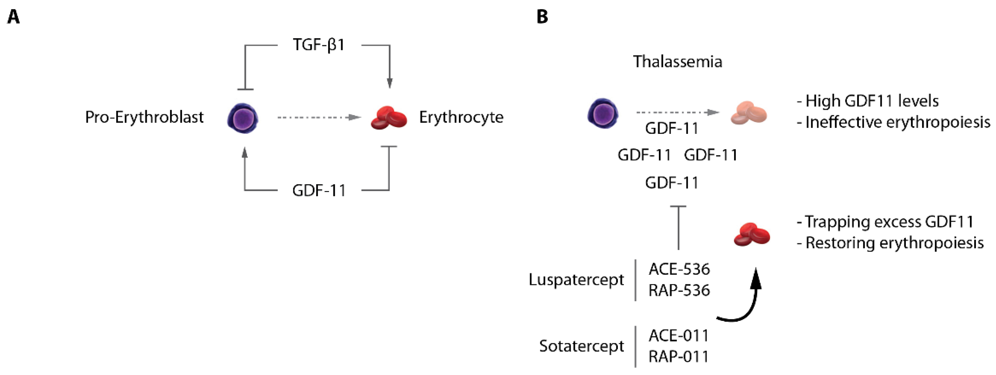 Ijms 23 06149 g005 Ijms 23 06149 g005