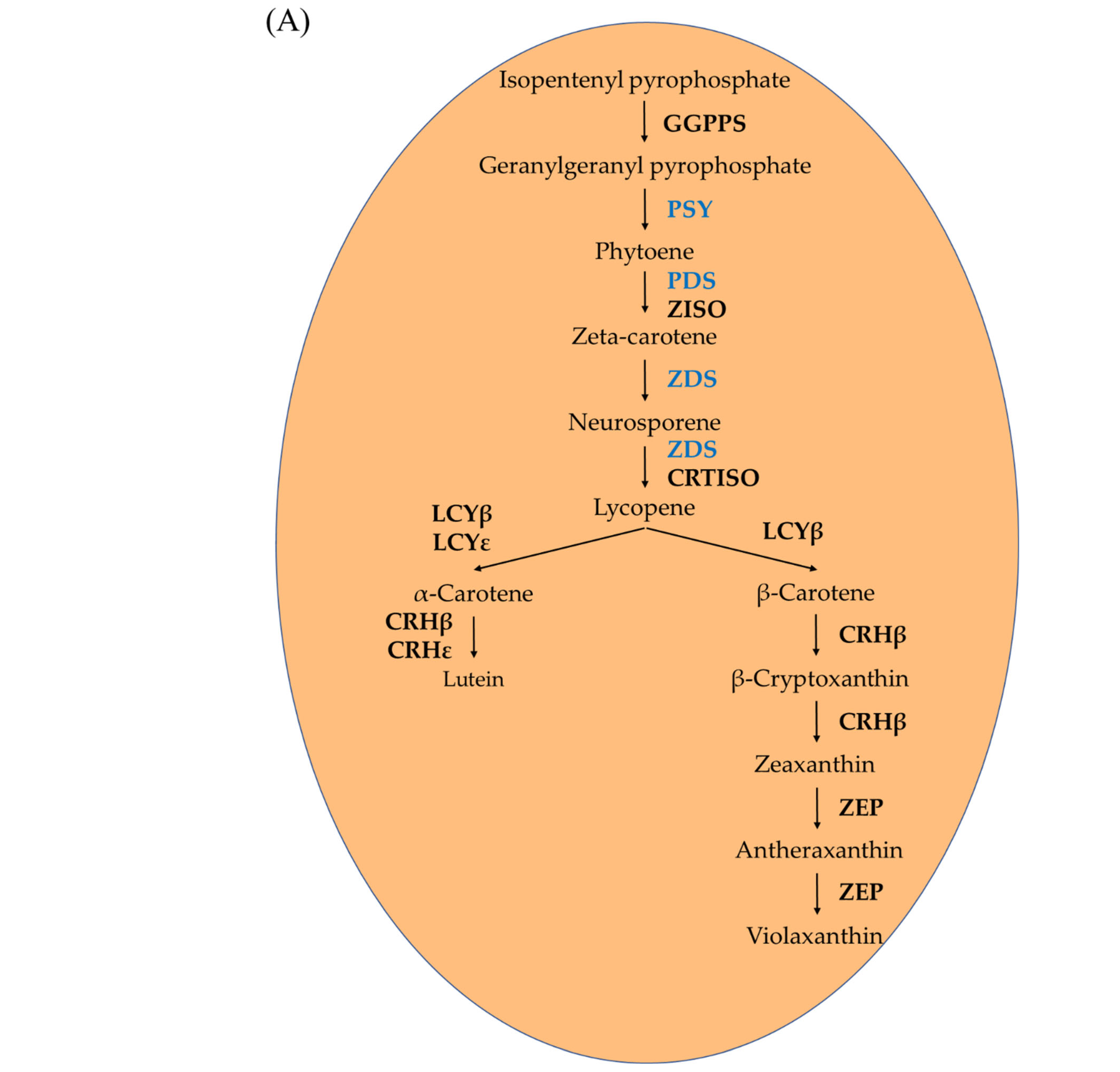 Ijms 23 06153 g003a 550