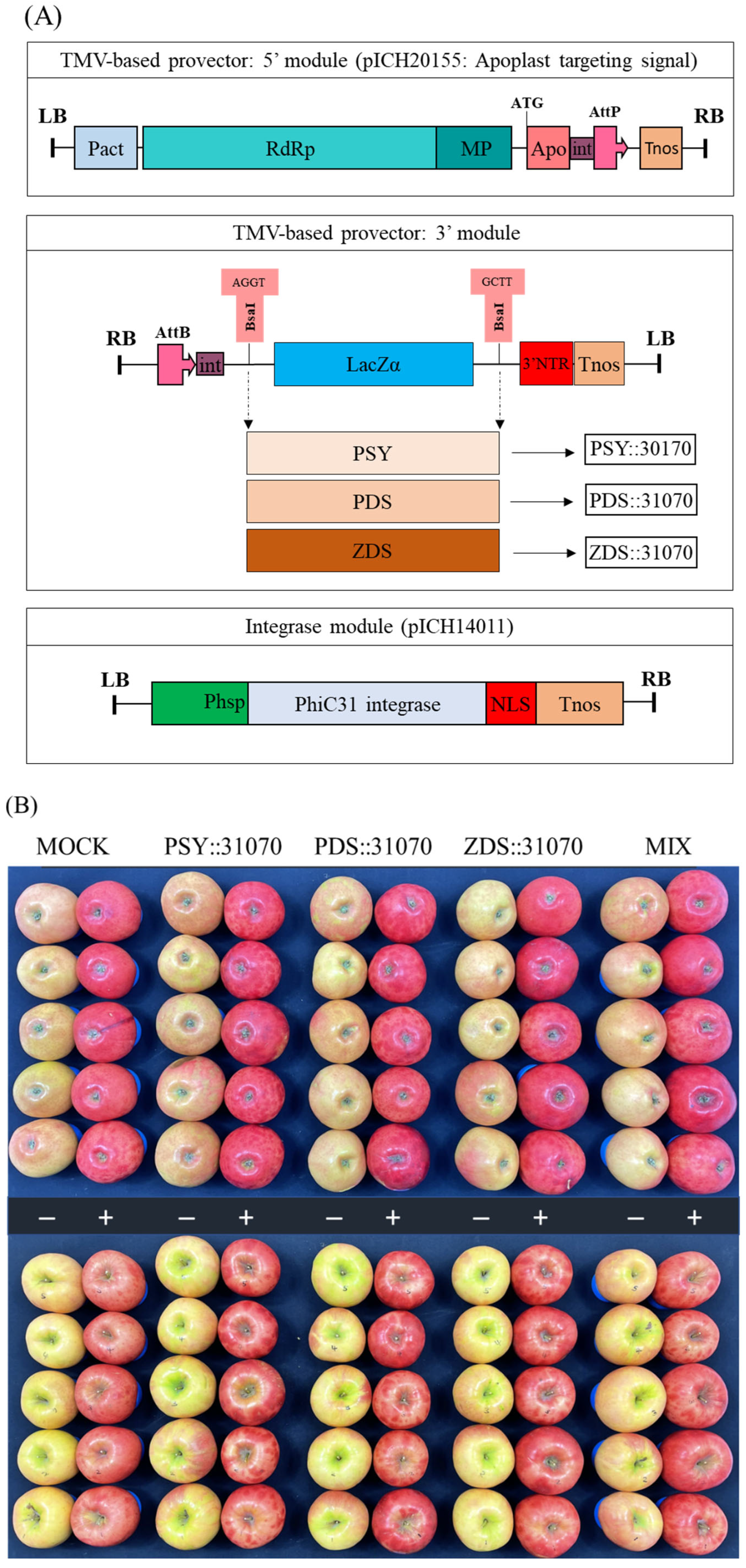 Ijms 23 06153 g005 550