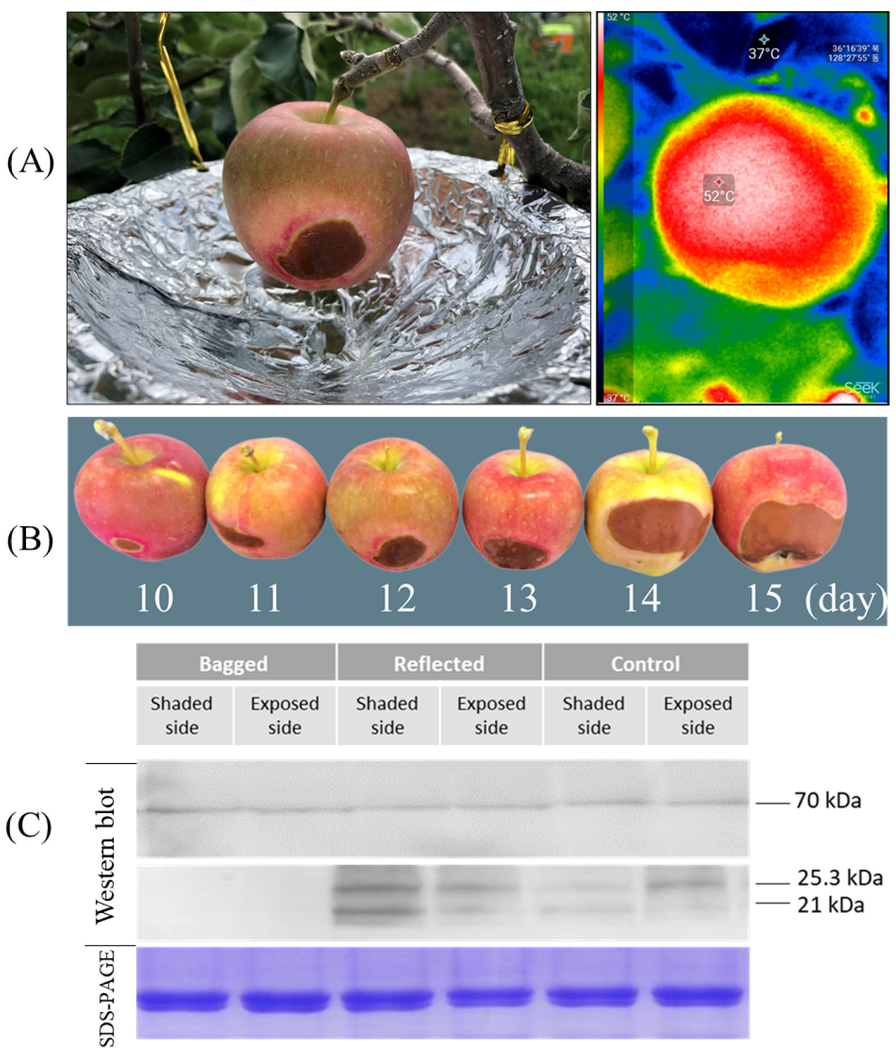 Ijms 23 06153 g009 550