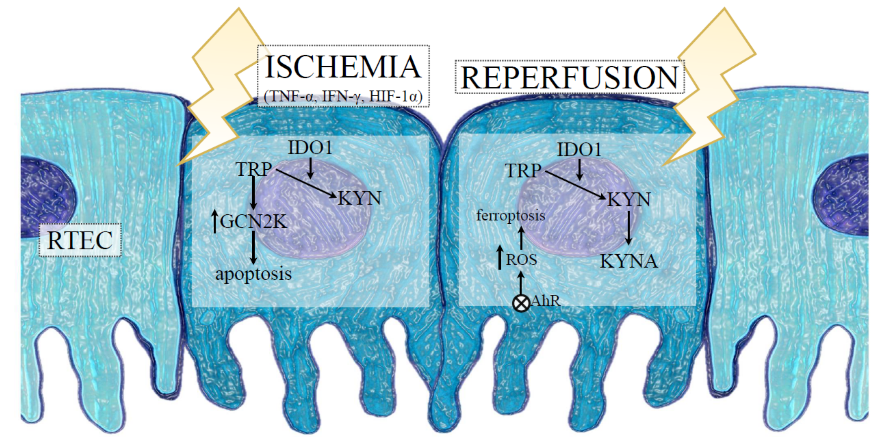 Indoleamine 2,3 Dioxygenase 1—The Potential Link between the