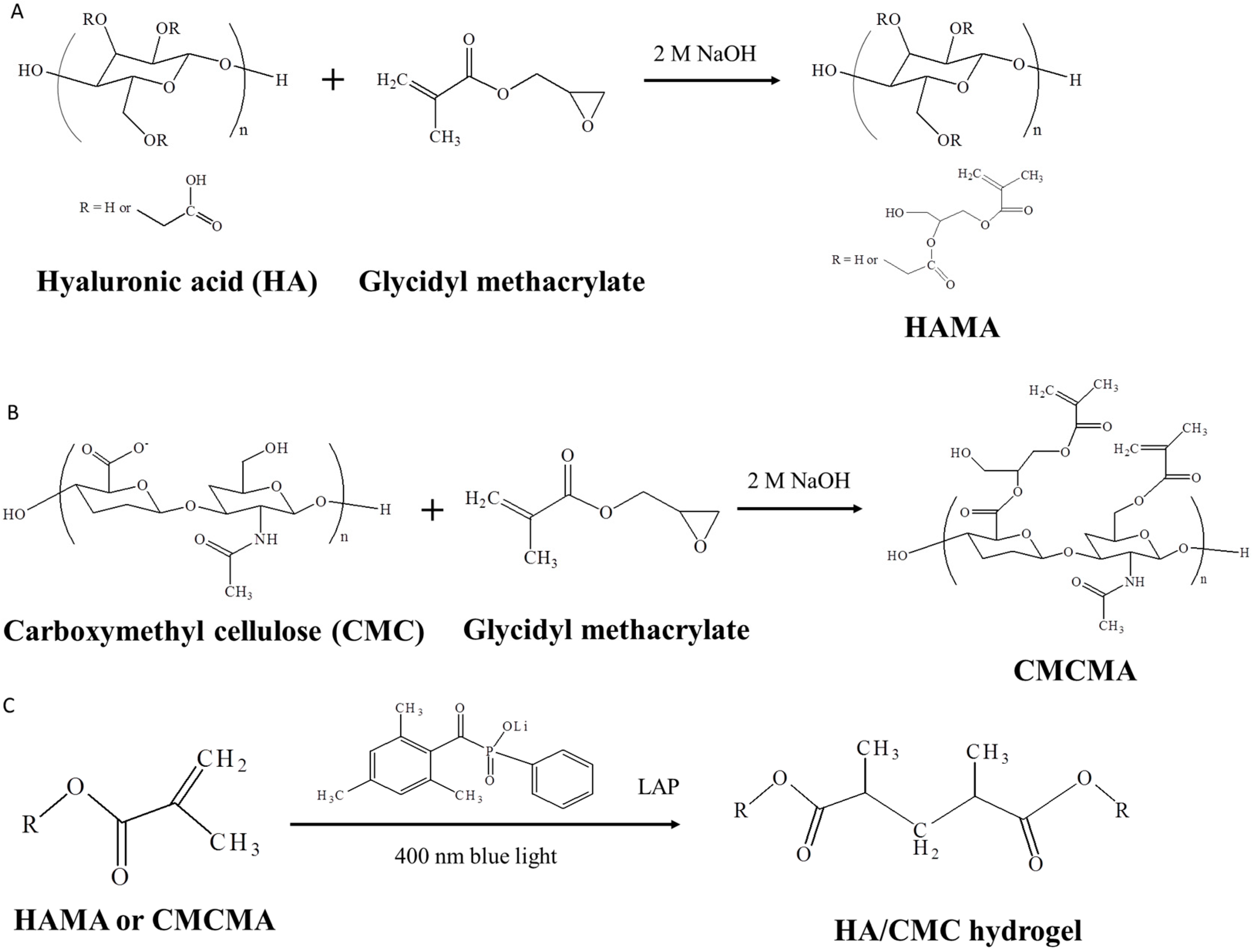 IJMS Free FullText PhotoCrosslinked Hyaluronic Acid/Carboxymethyl