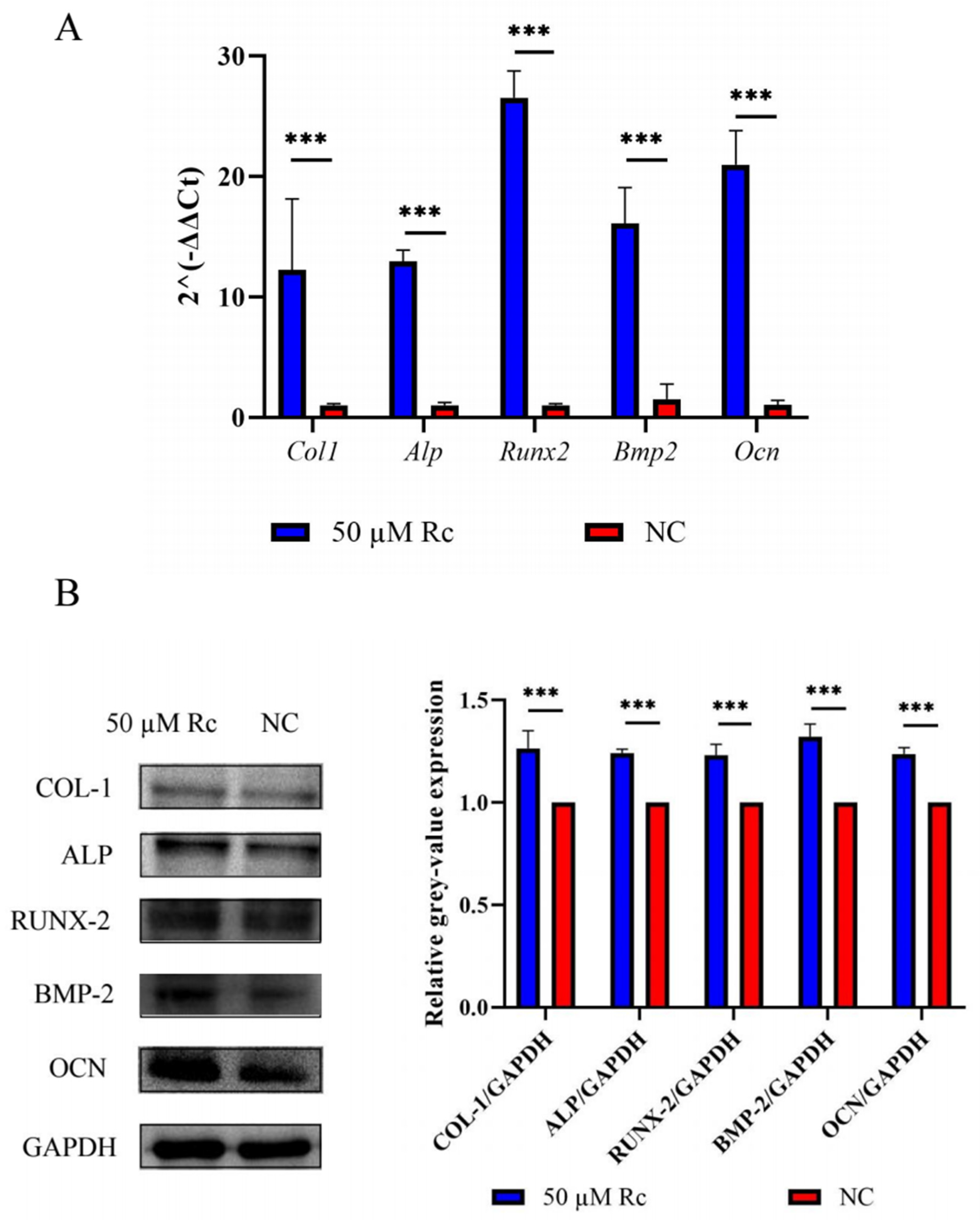 Ijms 23 06187 g009 550