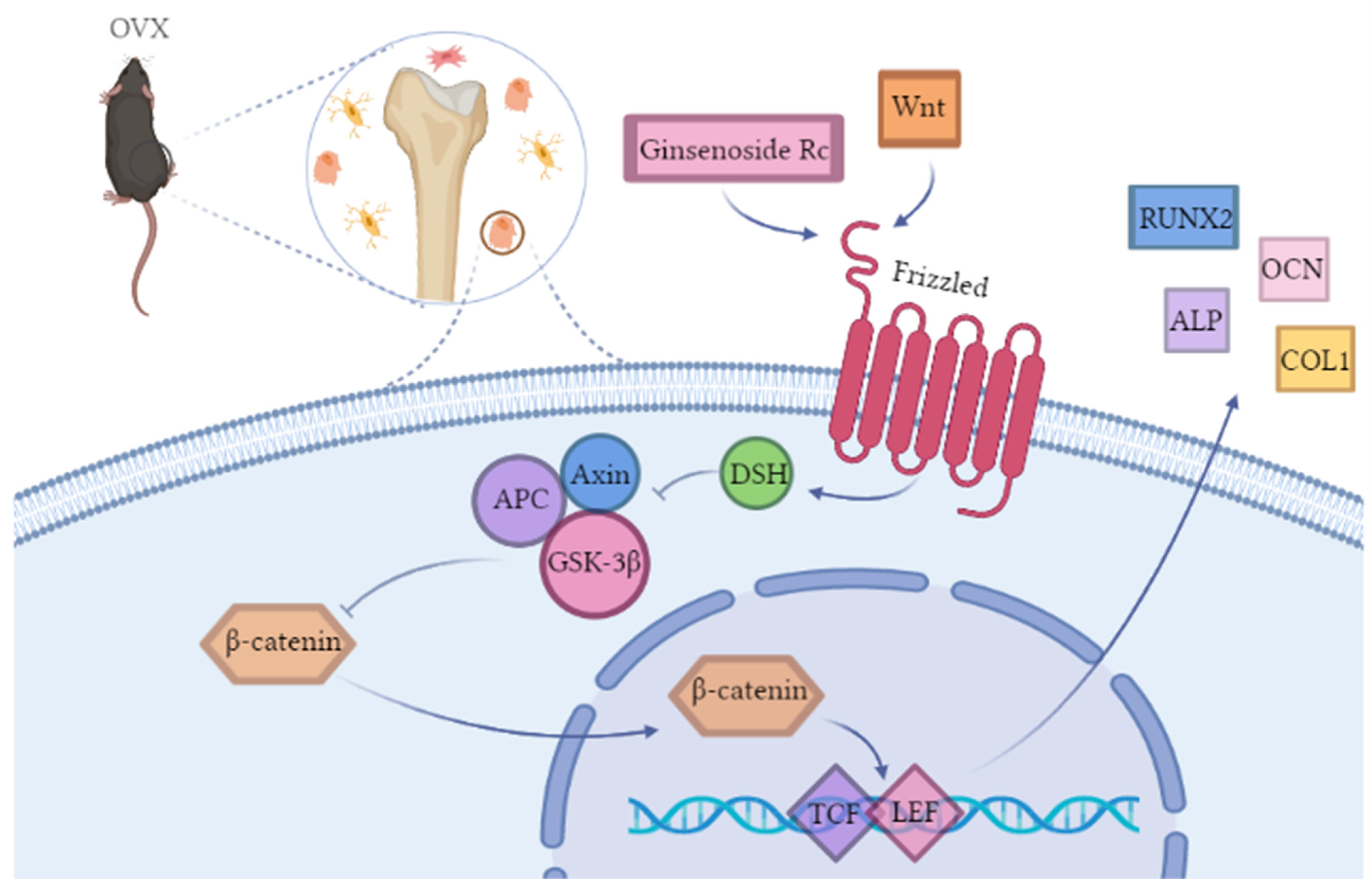 Ijms 23 06187 g011 550