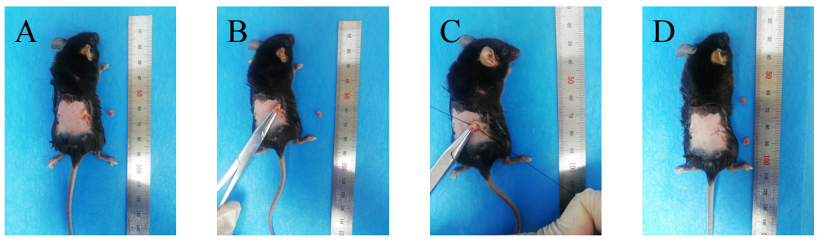 Ijms 23 06187 g012 550