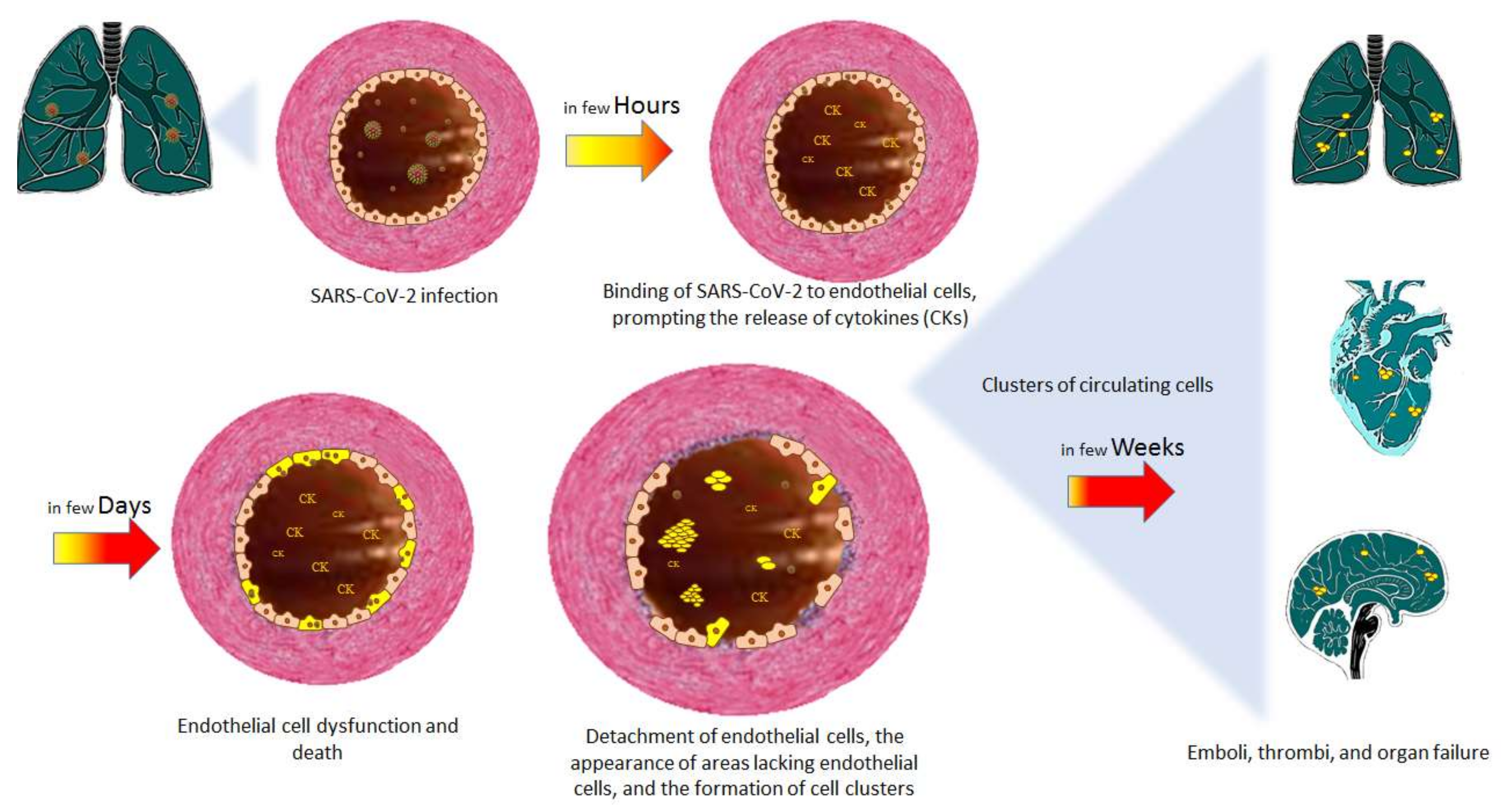 Ijms 23 06196 g002 Ijms 23 06196 g002