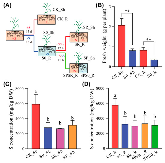 Local and Systemic Response to Heterogeneous Sulfate Resupply