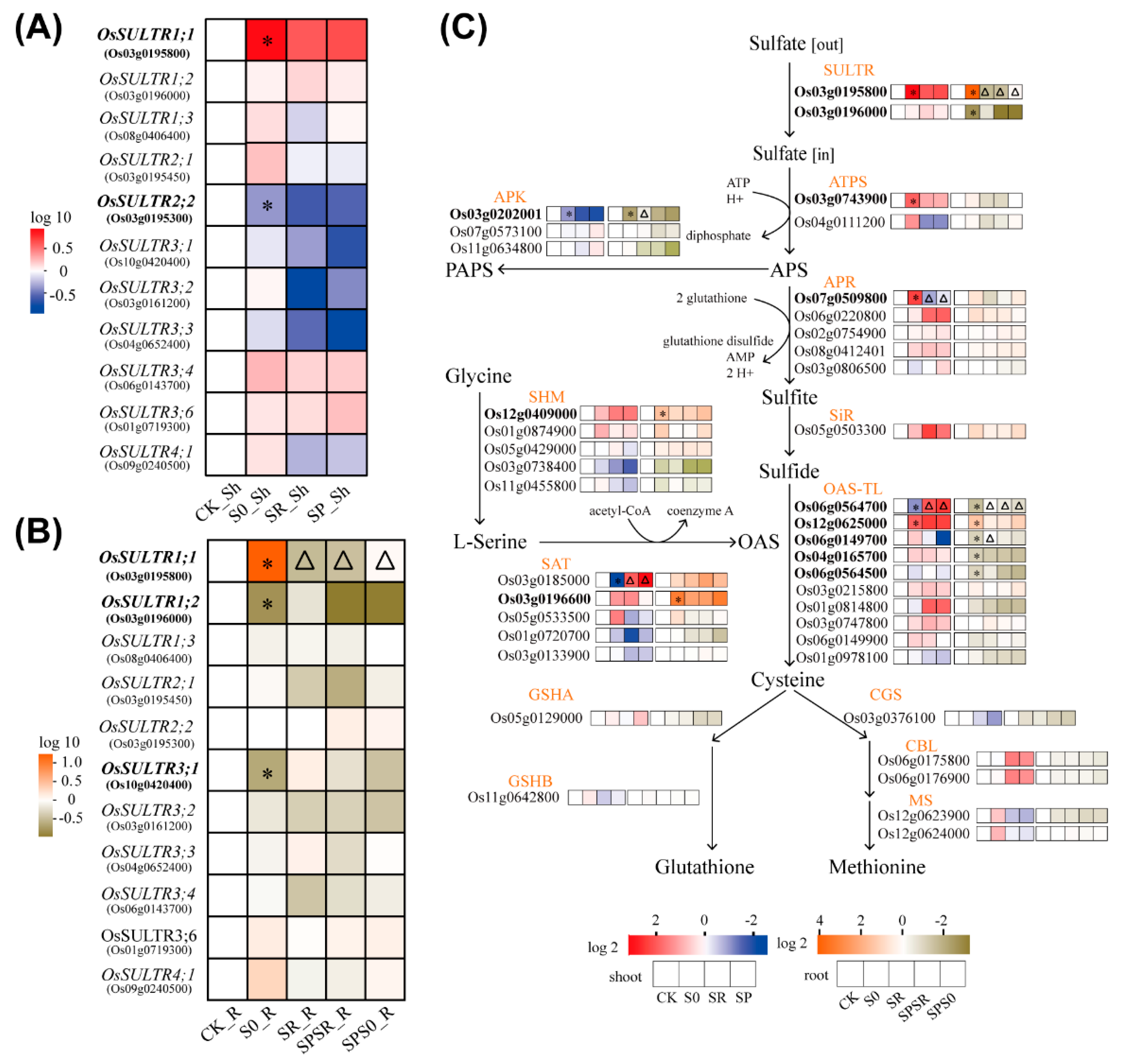 Ijms 23 06203 g005 Ijms 23 06203 g005