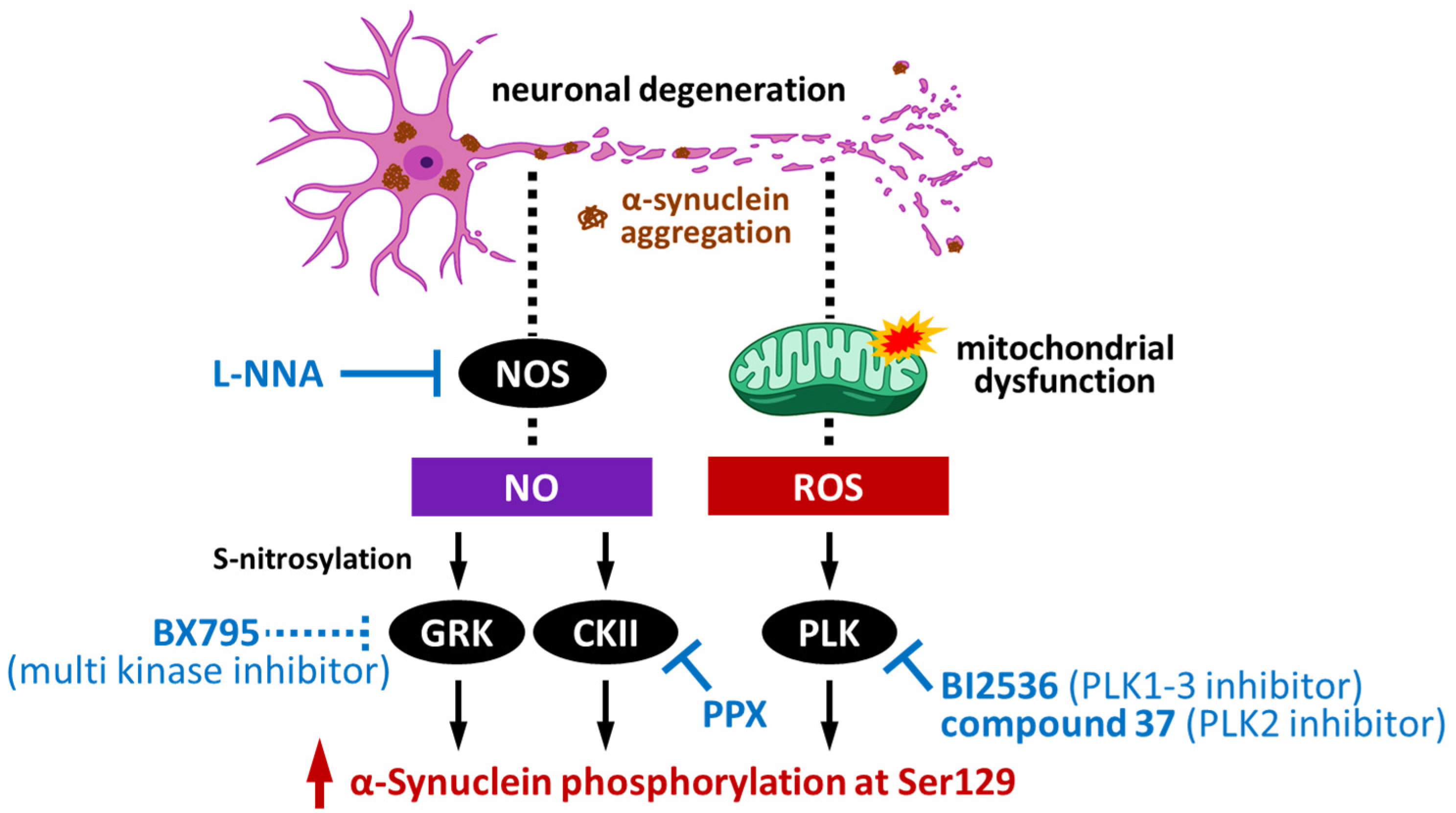 Pathogenic Impact of α-Synuclein Phosphorylation and Its