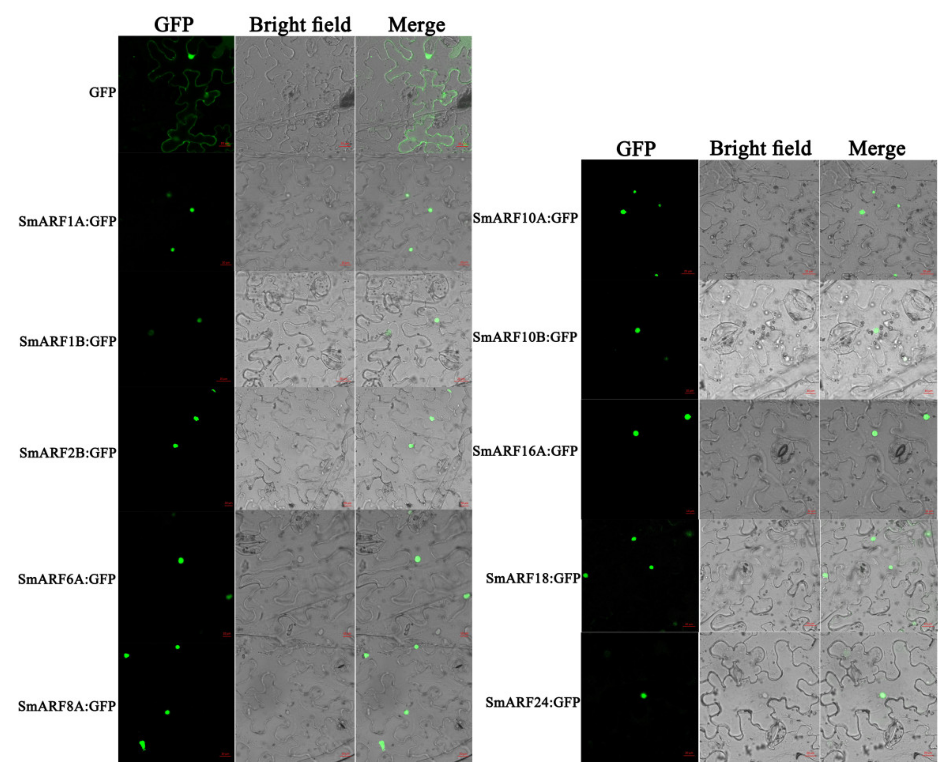 Ijms 23 06219 g005 550