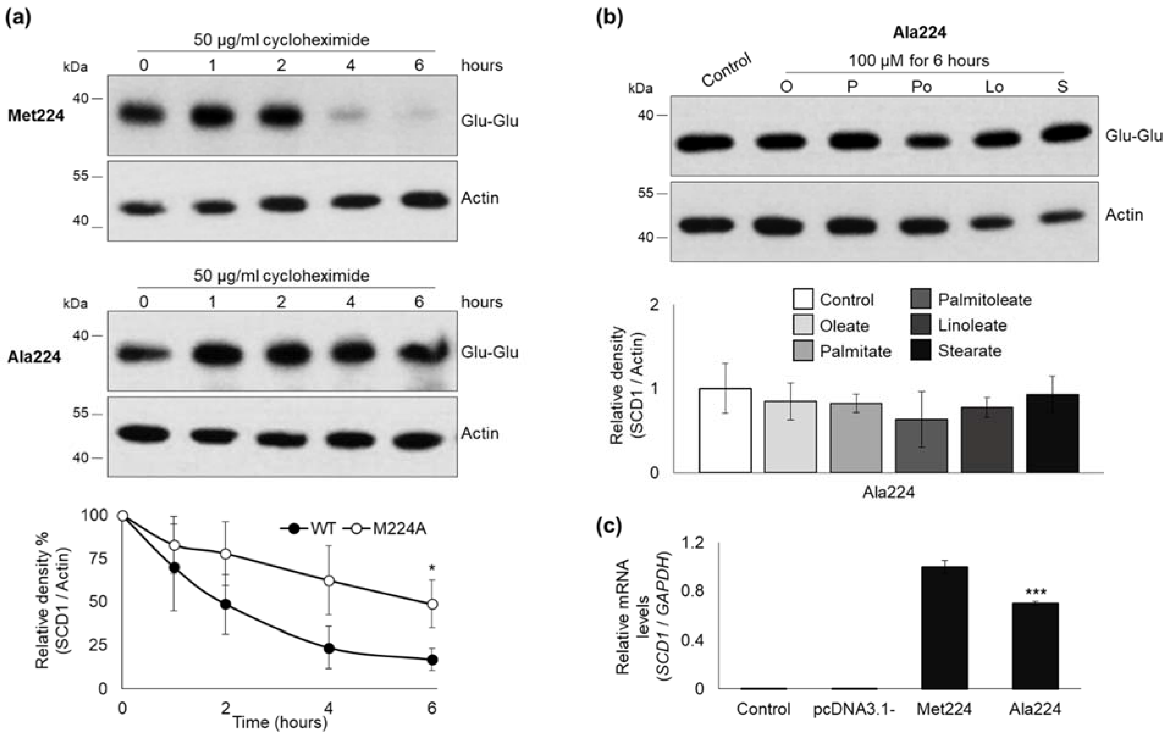 Ijms 23 06221 g007 550