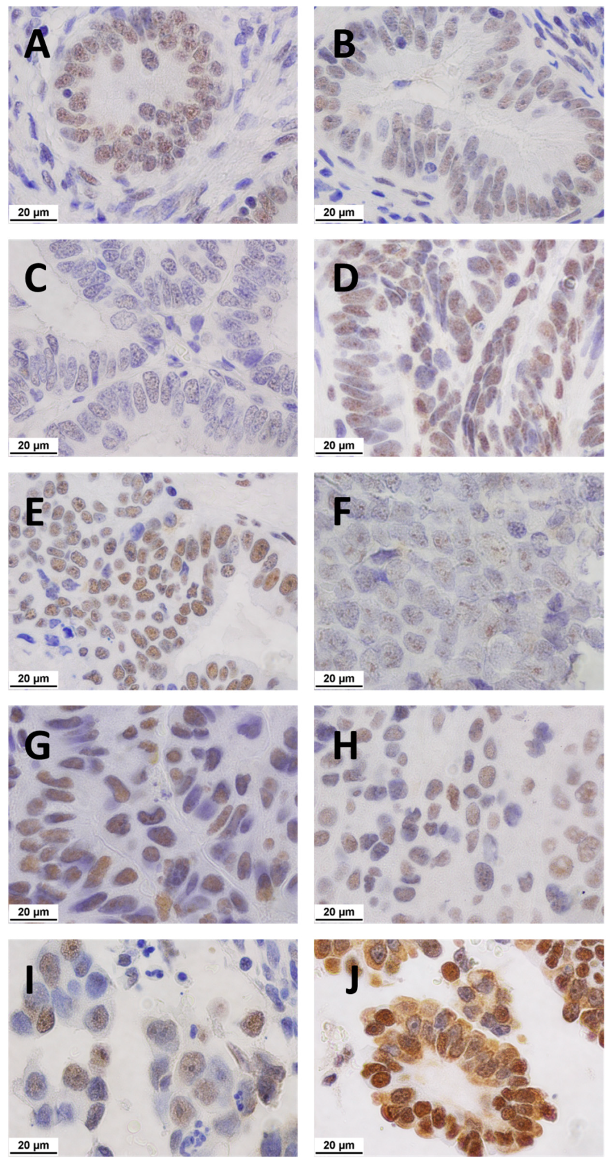 Ijms 23 06228 g003 550