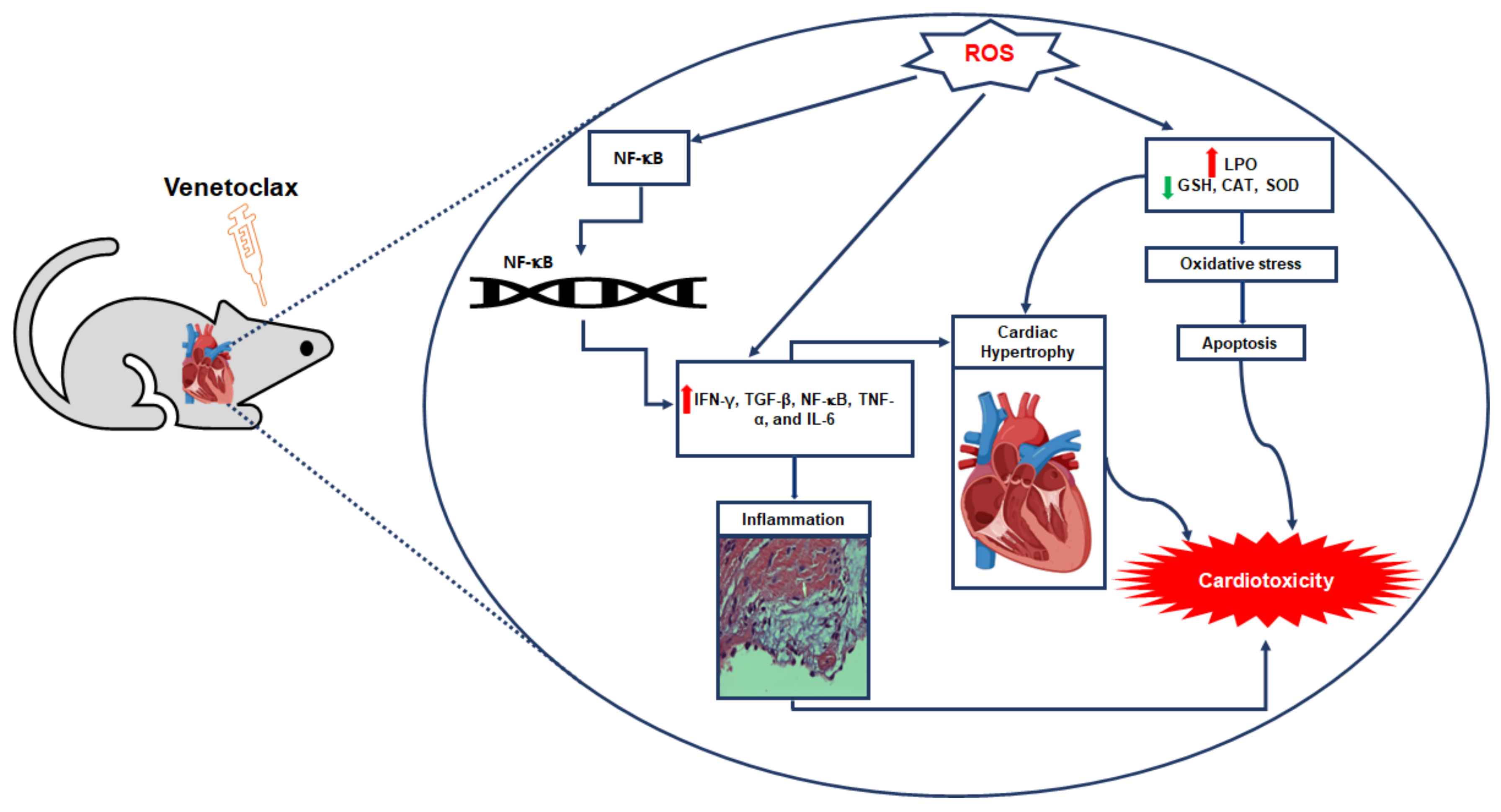 Ijms 23 06260 g007 550