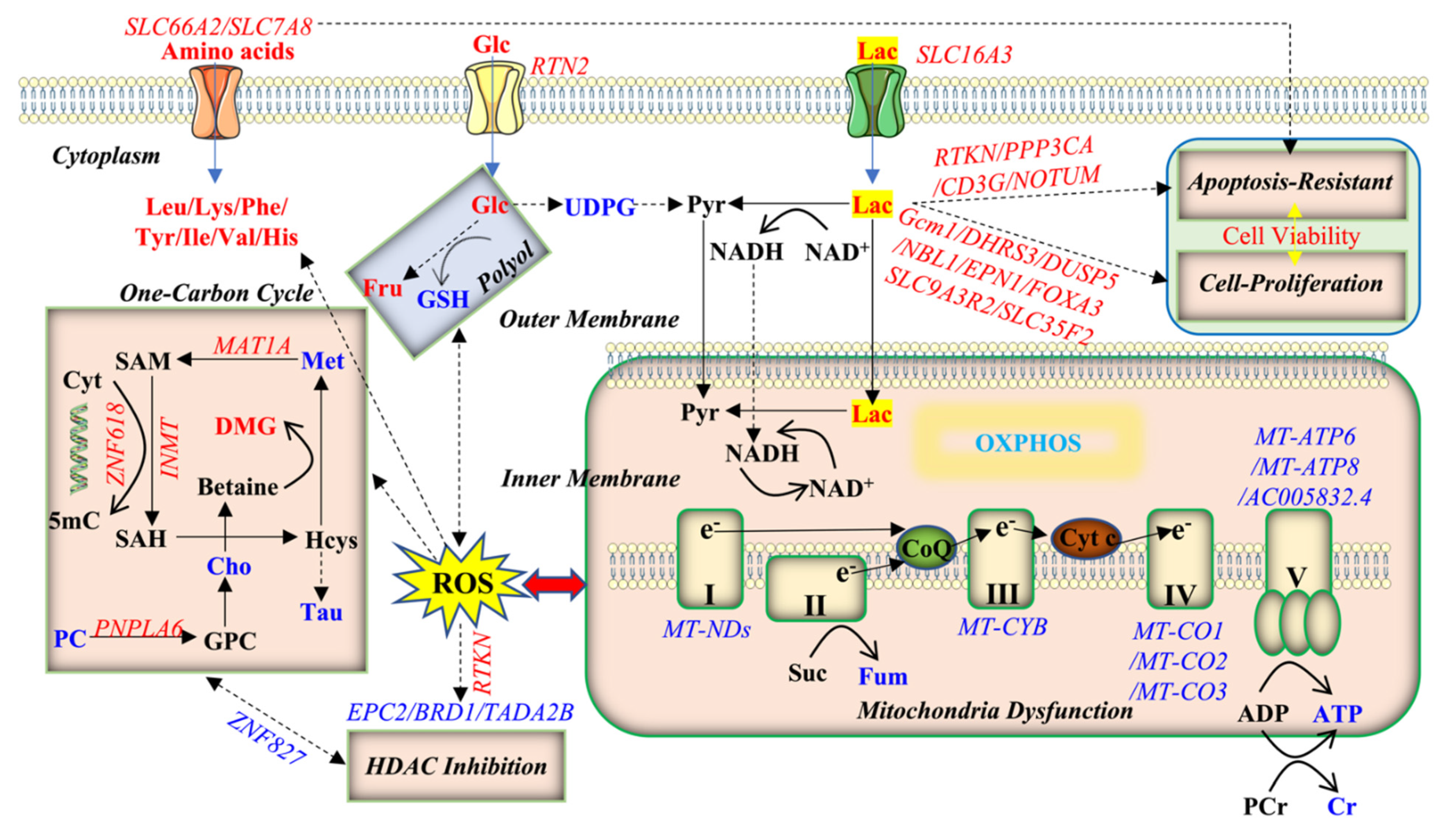 Ijms 23 06262 g007 550