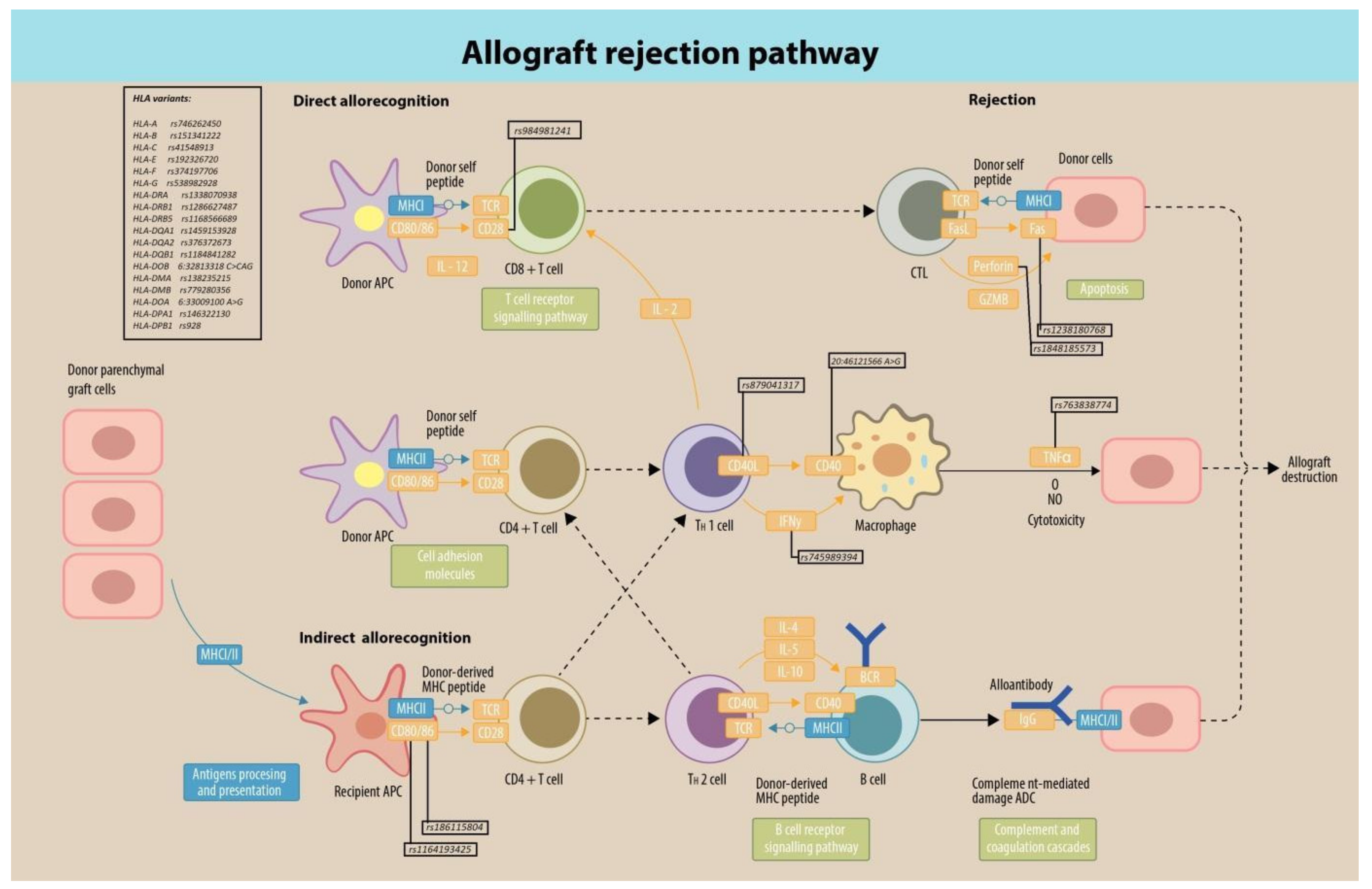 Ijms 23 06272 g004 550