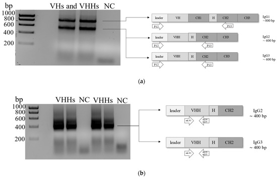 IJMS | Free Full-Text | Novel Anti Double-Stranded Nucleic Acids Full ...