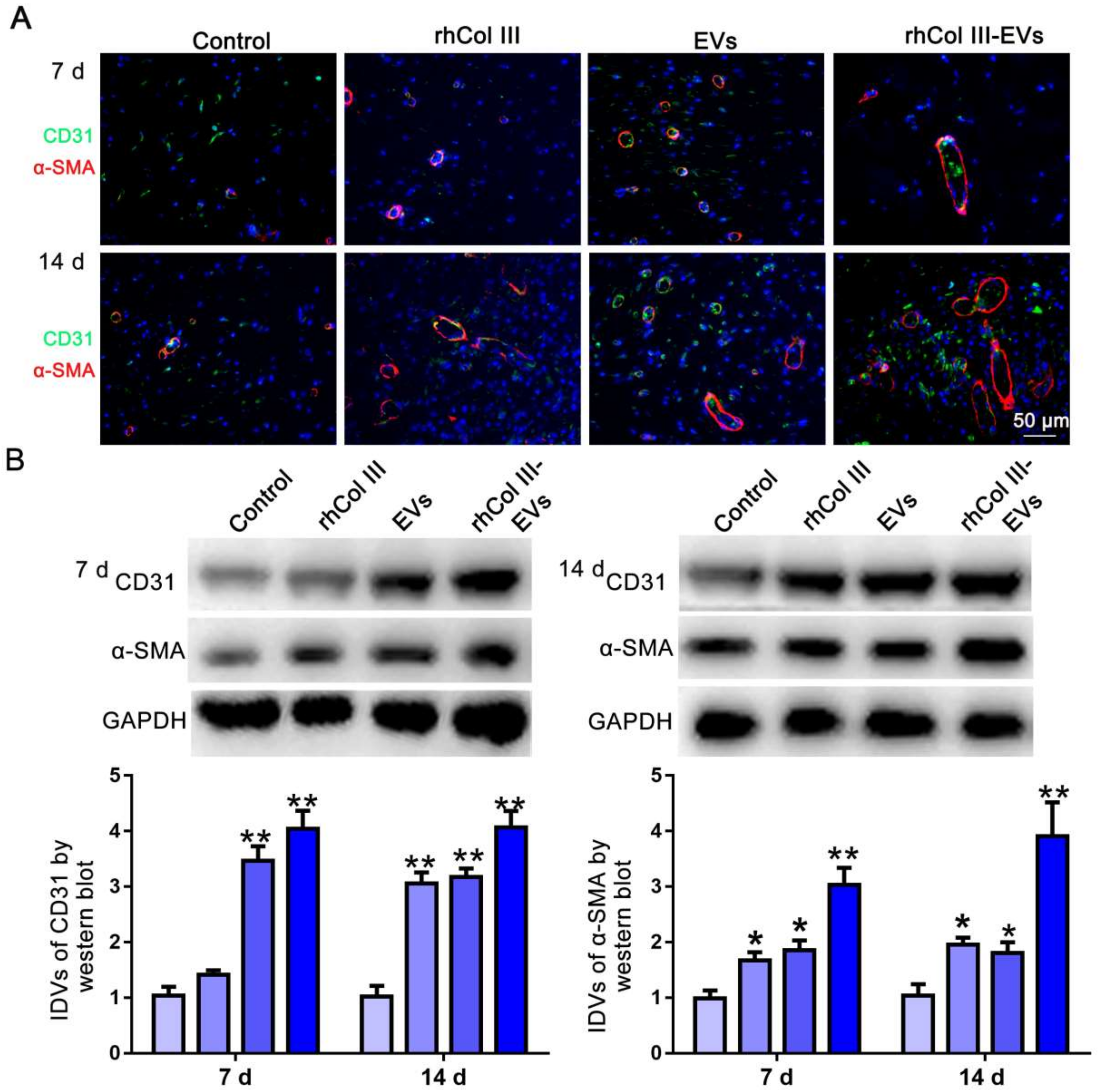 Ijms 23 06289 g007 550