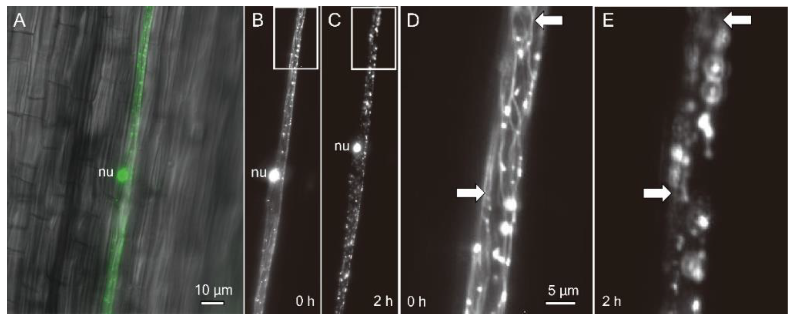 Ijms 23 06291 g003 550