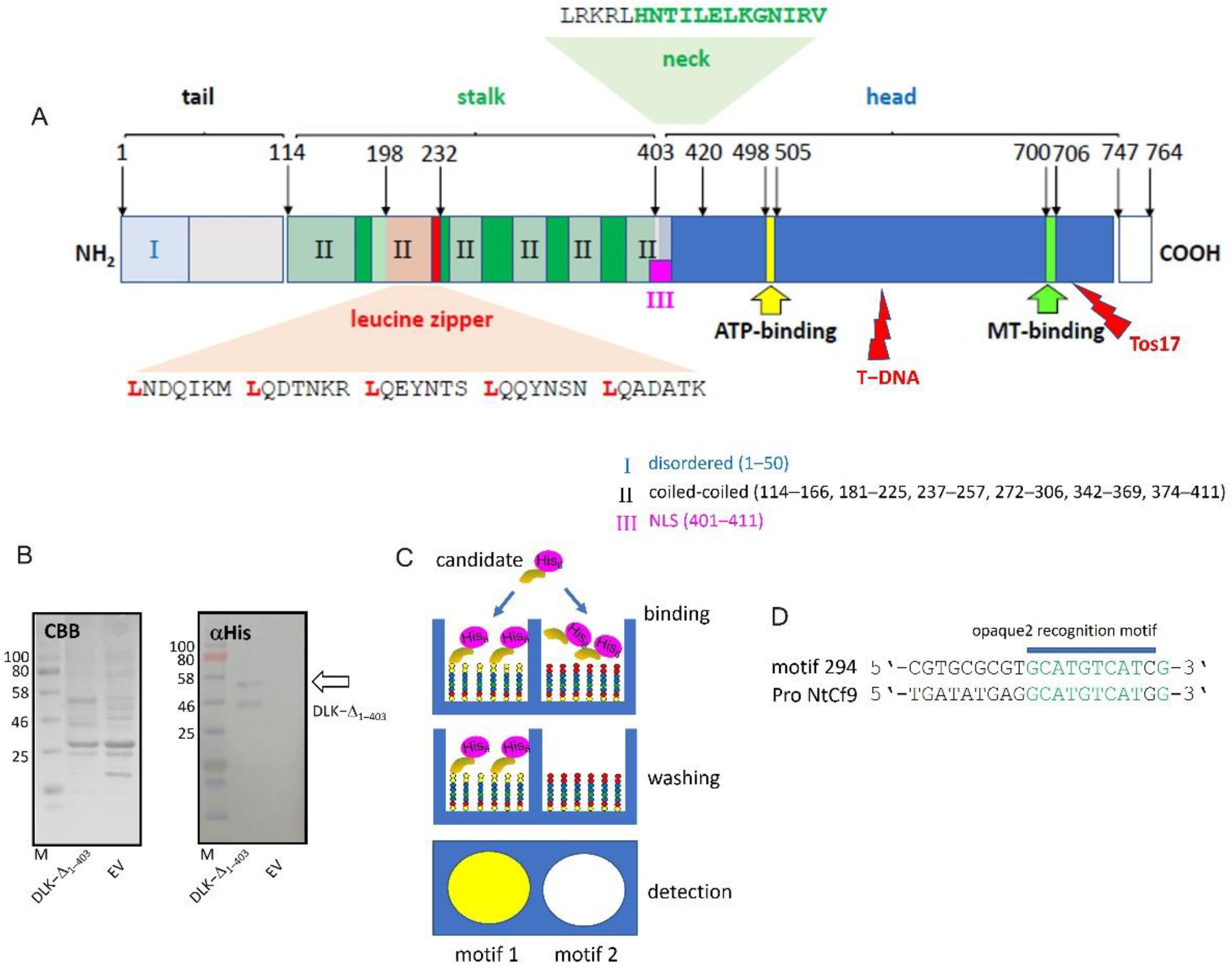 Ijms 23 06291 g005 550