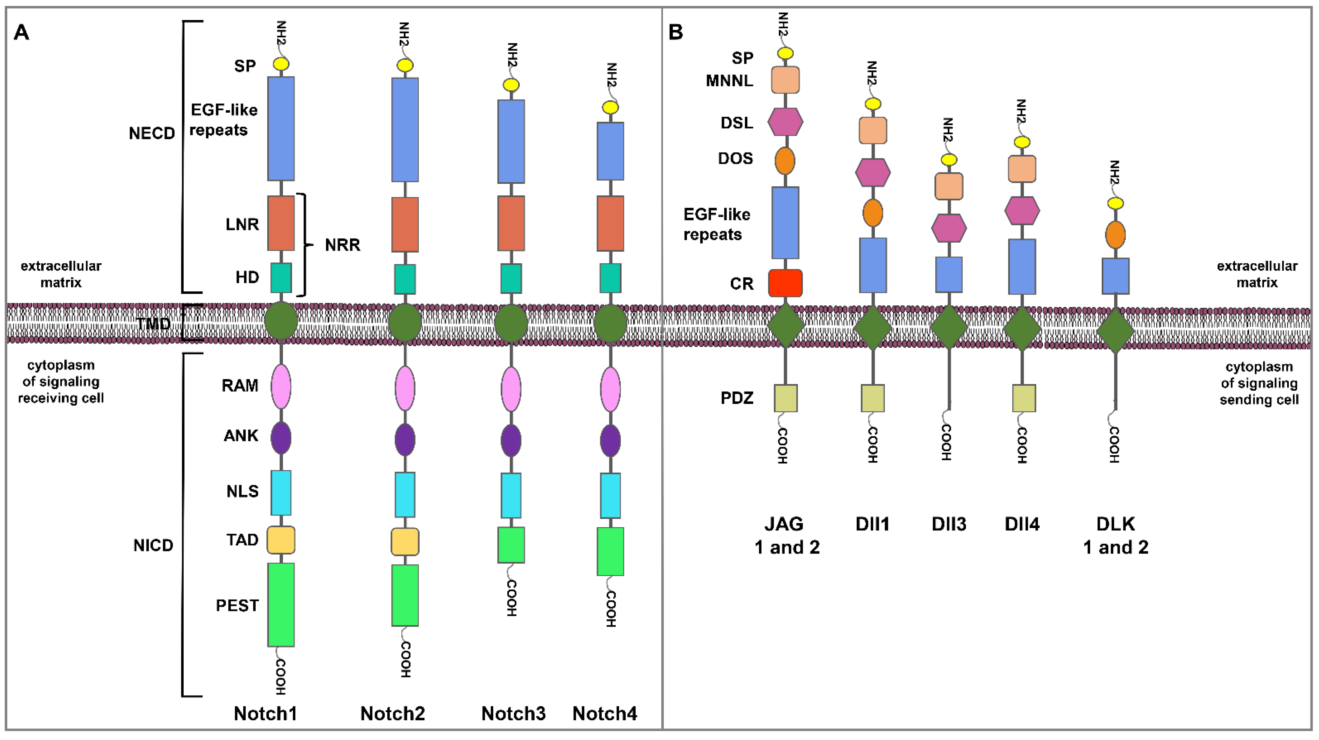 Ijms 23 06296 g001 Ijms 23 06296 g001