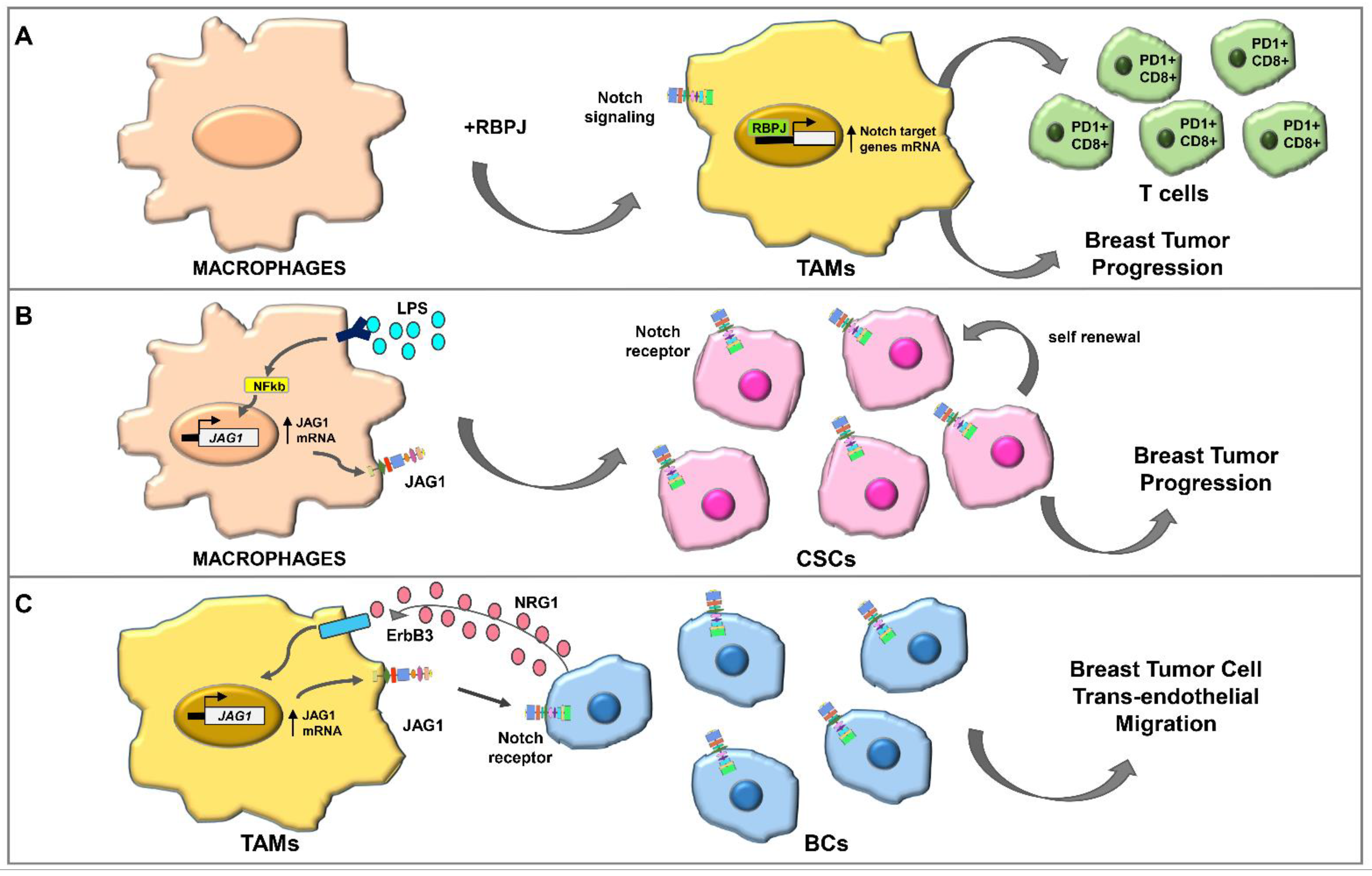 Ijms 23 06296 g003 Ijms 23 06296 g003