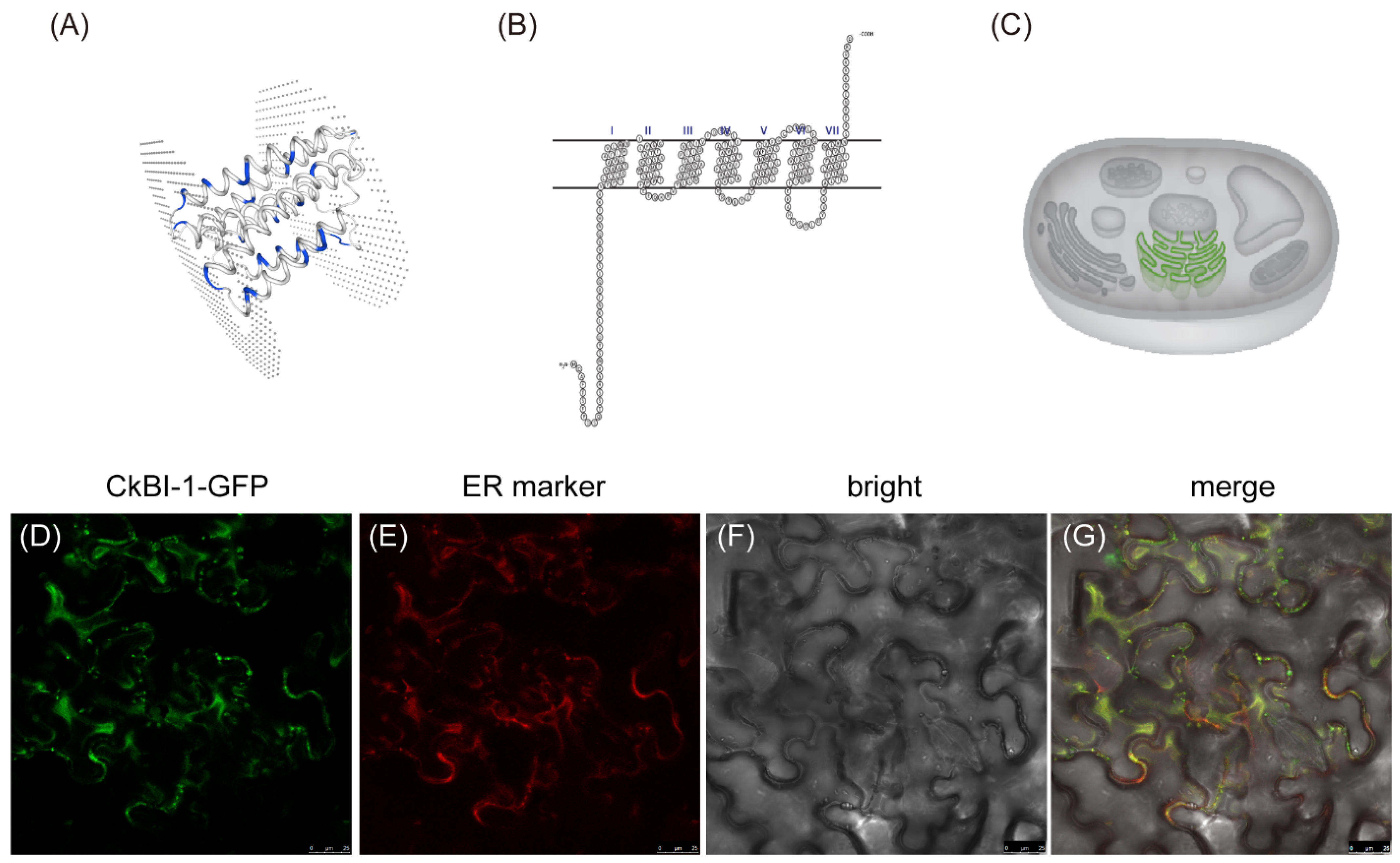Ijms 23 06306 g001 Ijms 23 06306 g001