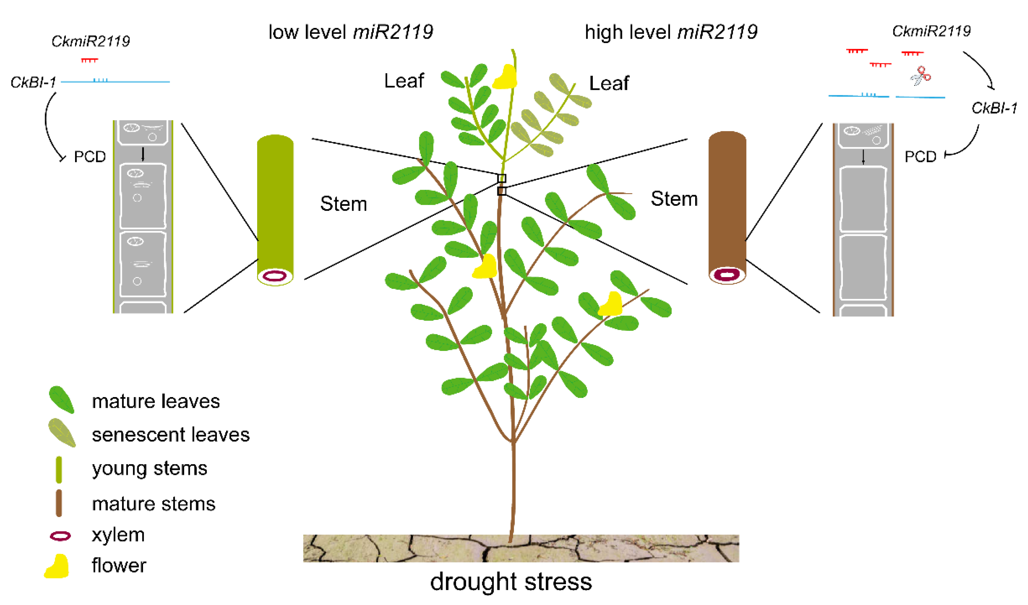 Ijms 23 06306 g007 Ijms 23 06306 g007