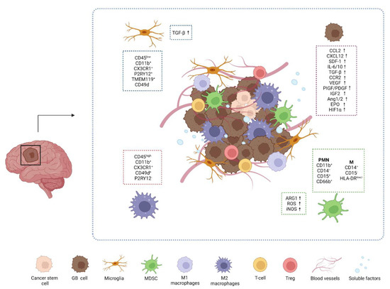 IJMS | Free Full-Text | Glycan-Lectin Interactions as Novel 