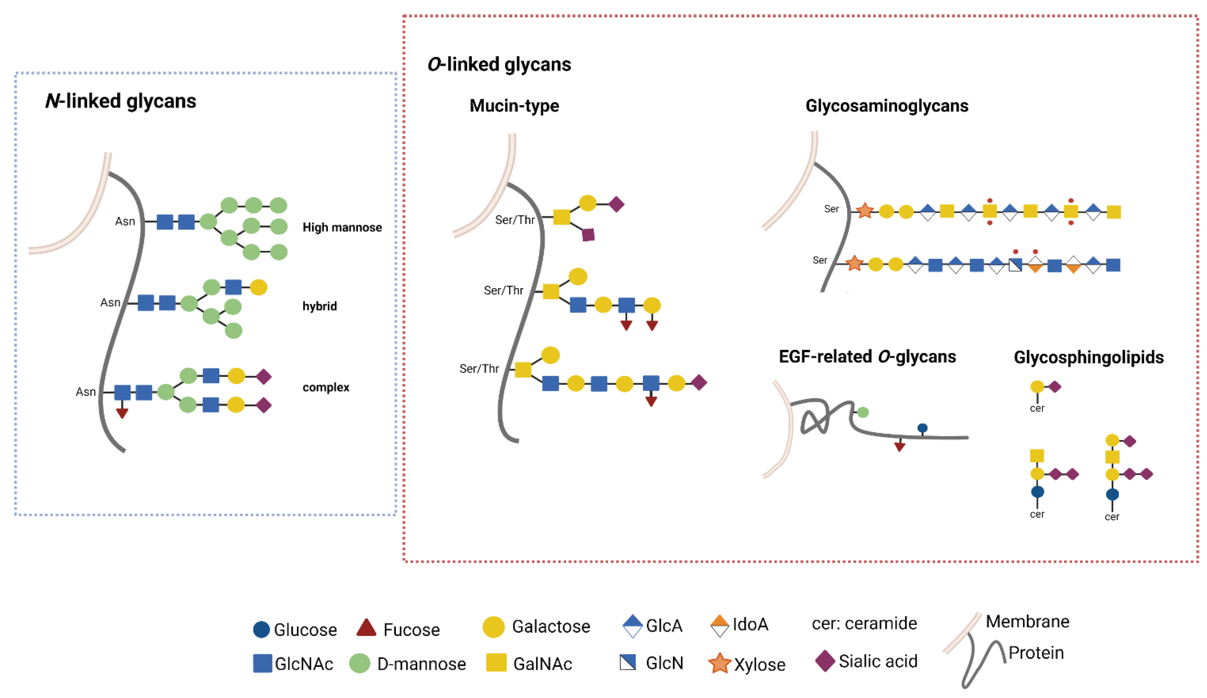 「ルカ。」 Glycan-Lectin Interactions as Novel Immunosuppression