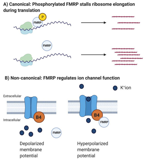 Mechanisms Driving the Emergence of Neuronal