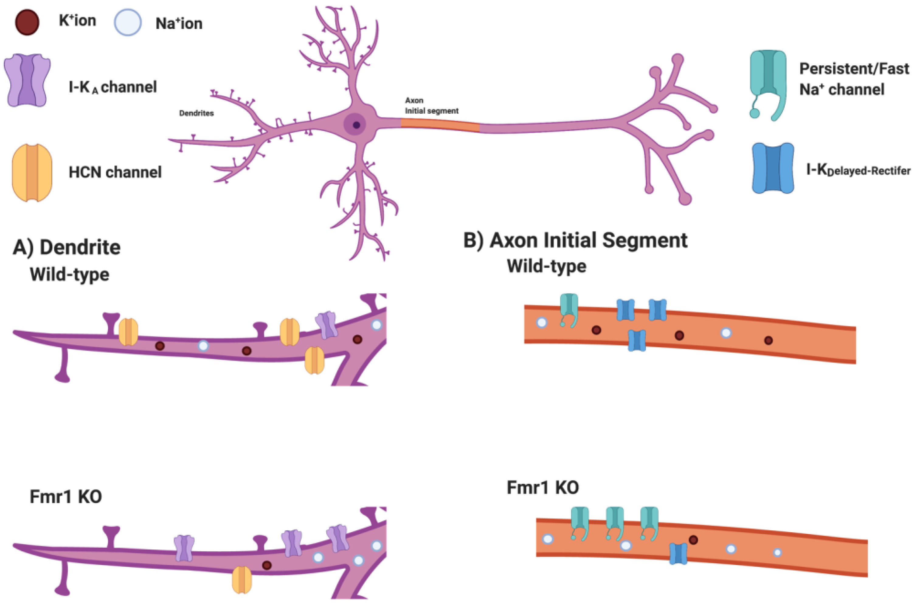 Local Protein Synthesis and Spine Morphogenesis: Fragile X Syndrome and  Beyond