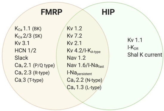 Local Protein Synthesis and Spine Morphogenesis: Fragile X Syndrome and  Beyond