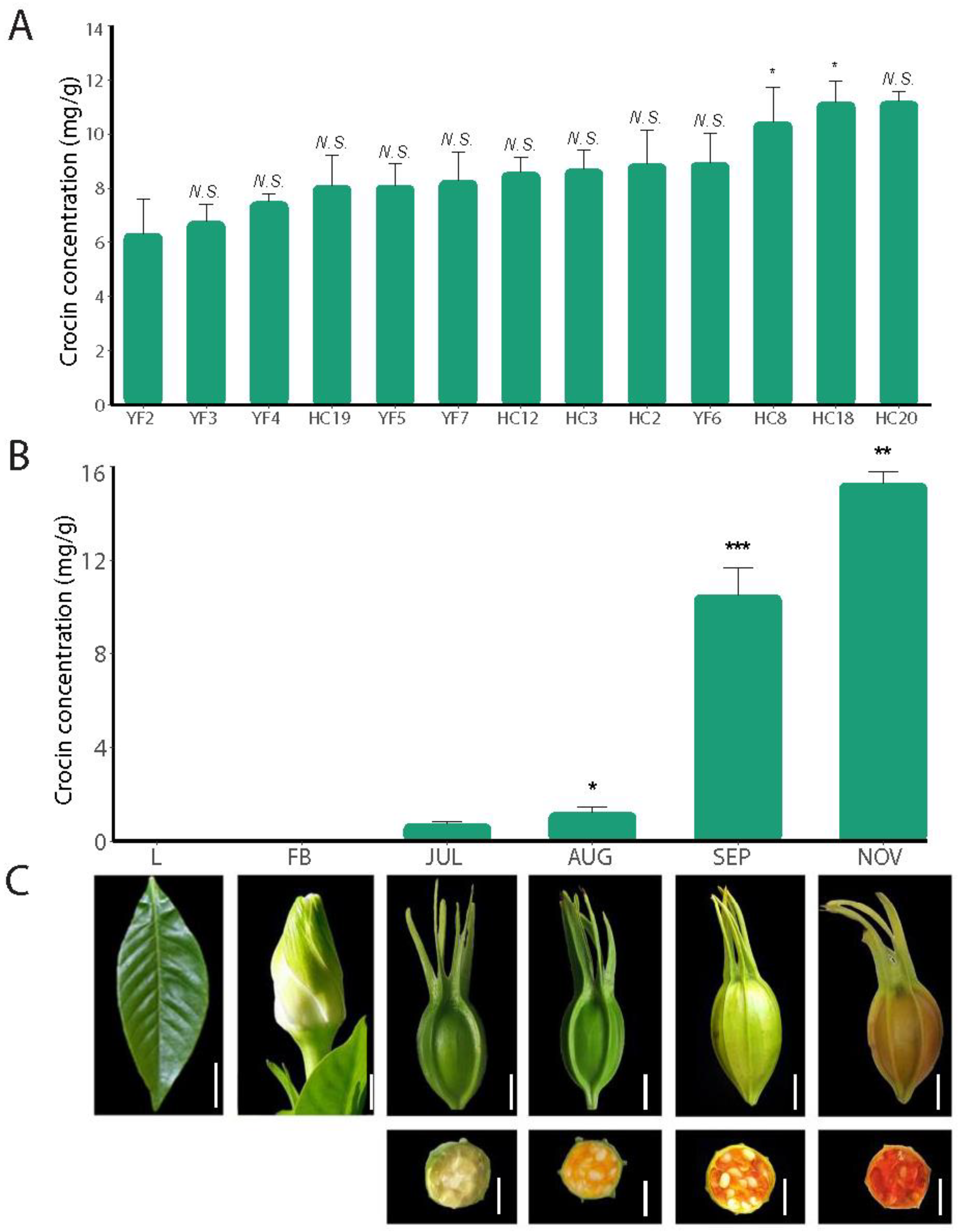 IJMS | Free Full-Text | Integrated SMRT and Illumina Sequencing Provide New Insights into Crocin Biosynthesis of Gardenia jasminoides IJMS | Free Full-Text | Integrated SMRT and Illumina Sequencing Provide New Insights into Crocin Biosynthesis of Gardenia jasminoides